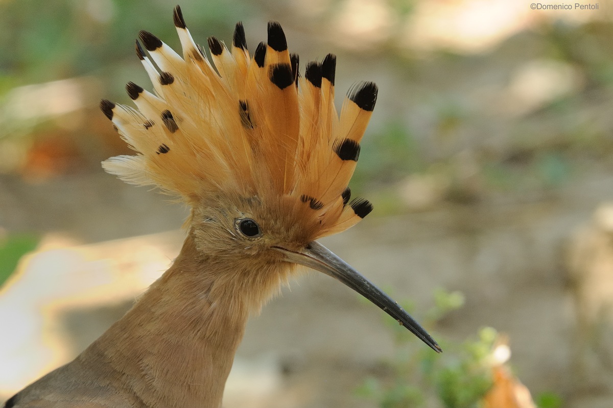Hoopoe 3