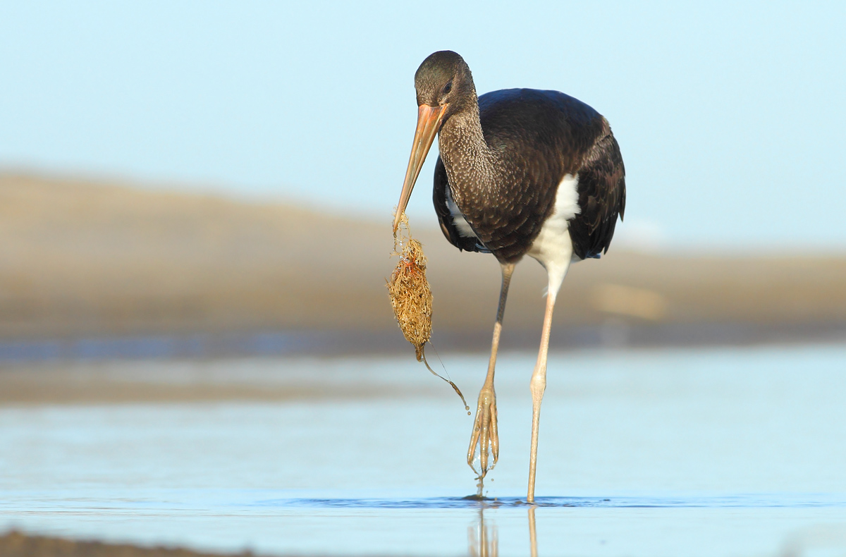 Black stork
