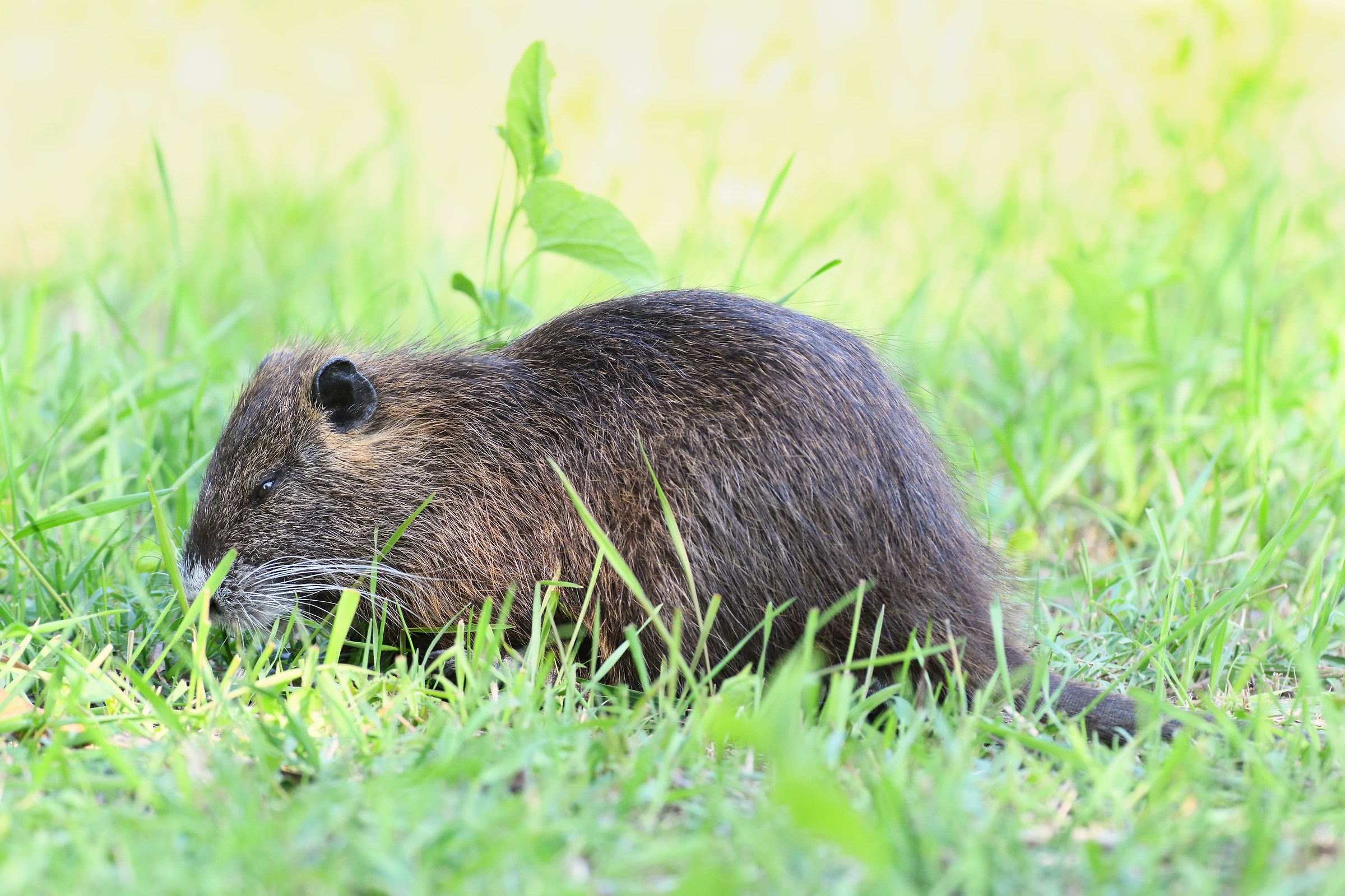Nutria. (3200 ISO + 2x ).