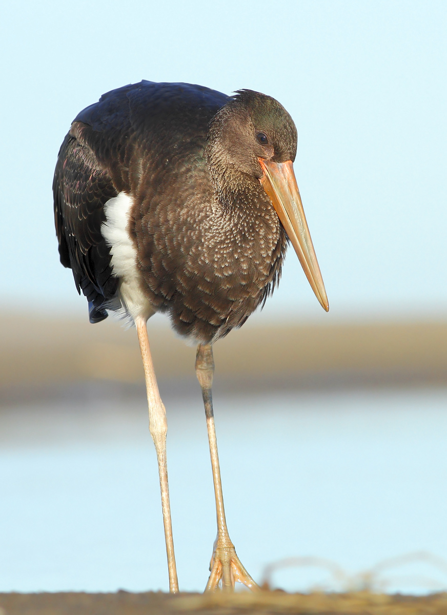 Black stork