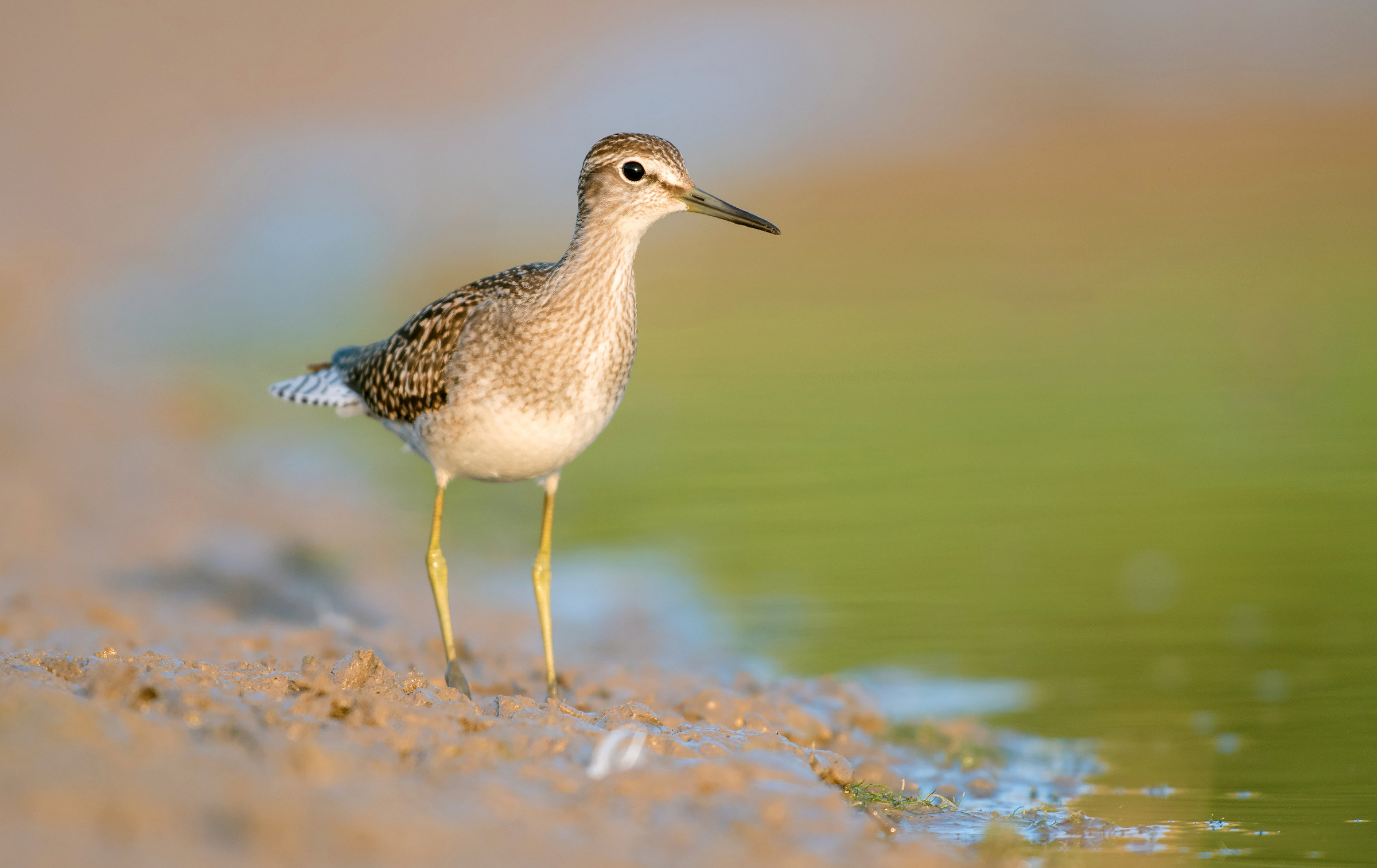 wood sandpiper