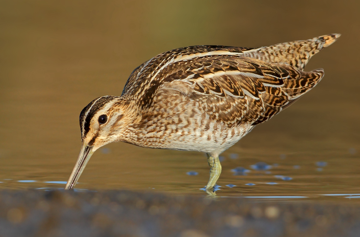 Snipe