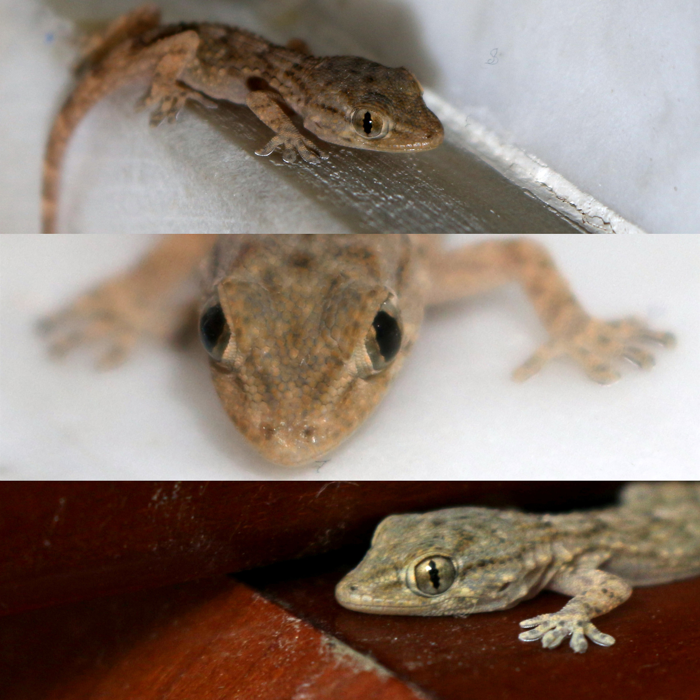 Gecko indoor puppy (collage)