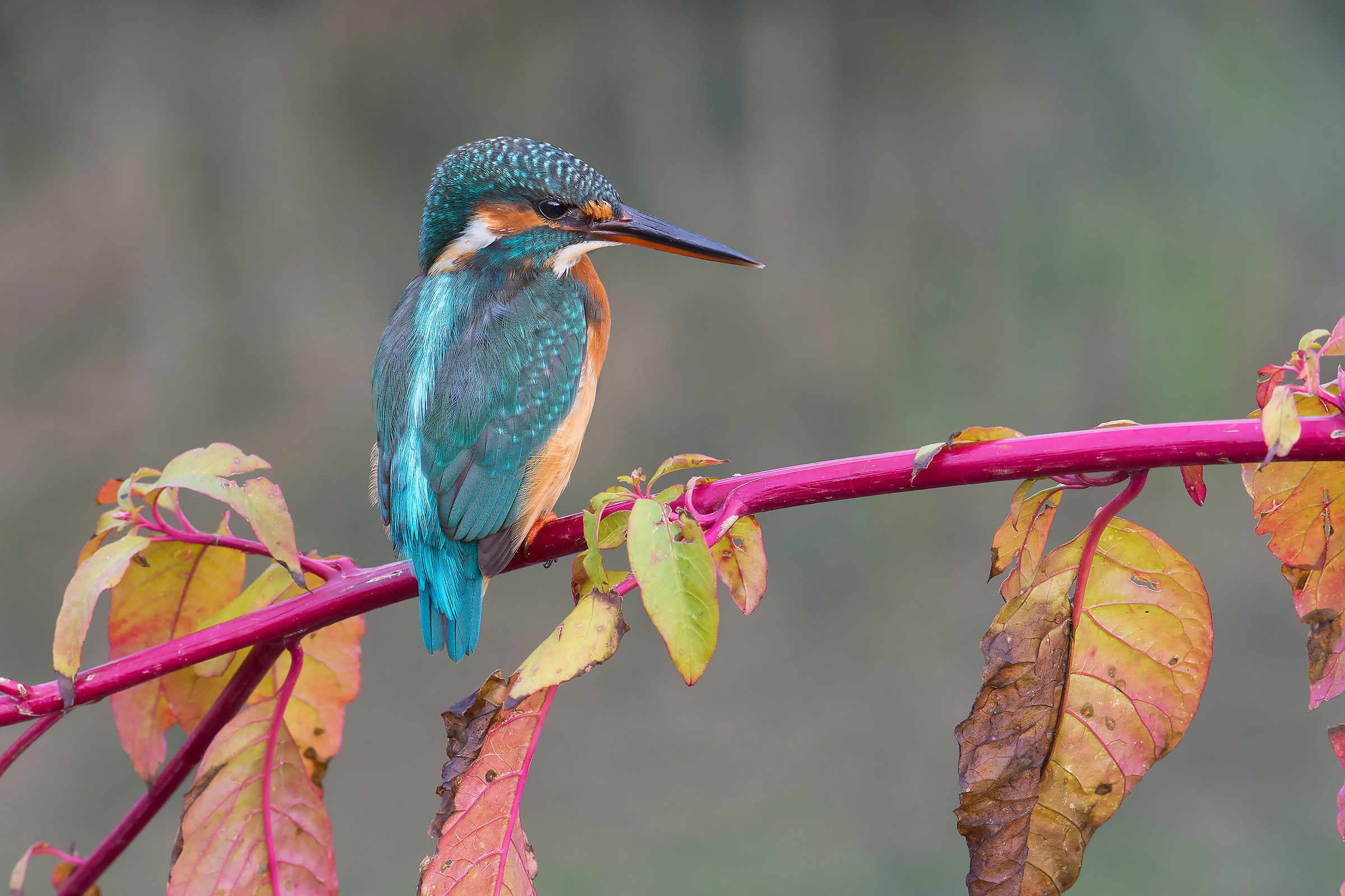 Color pact between flora and fauna