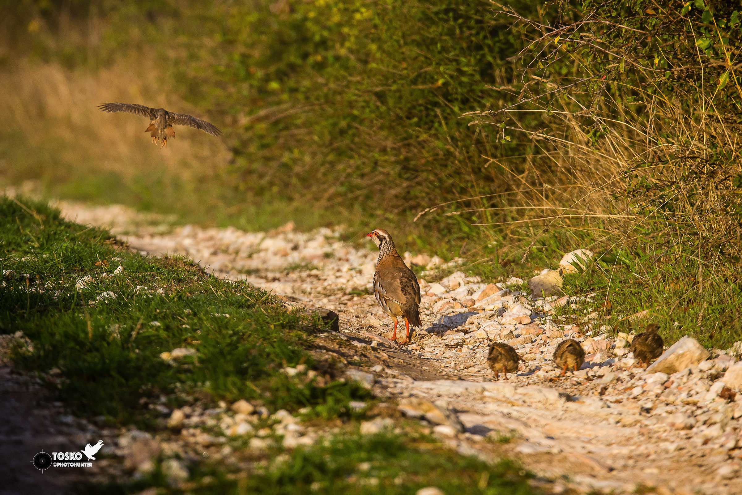 Red Pimple: Flight School !! (Alectoris rufa)