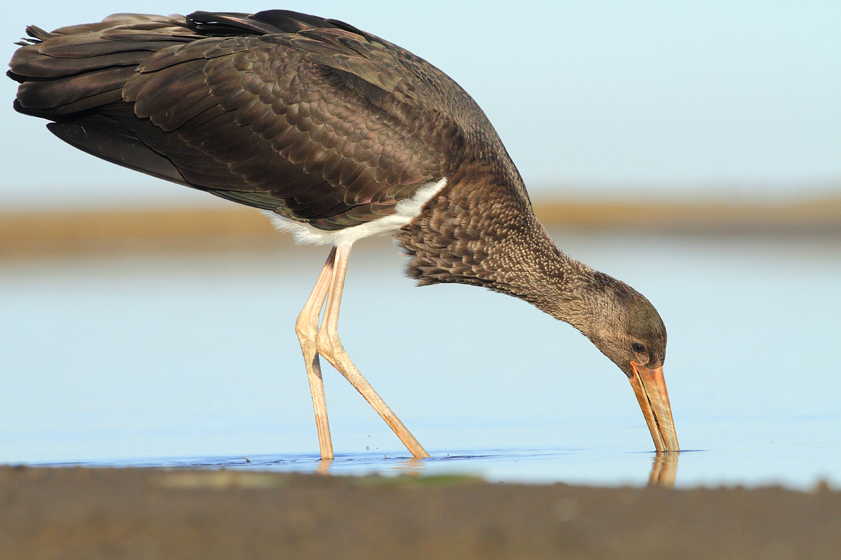 Black stork