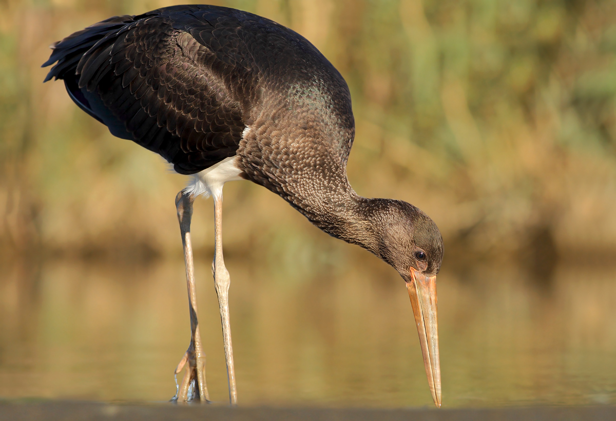 Black stork