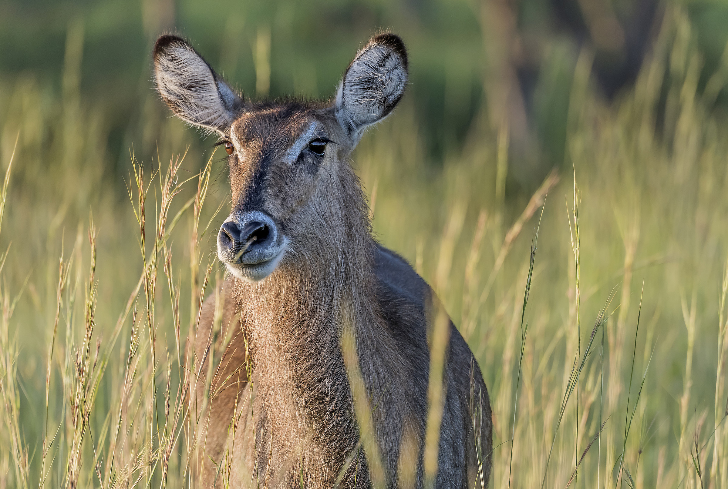 Waterbuck - Uganda
