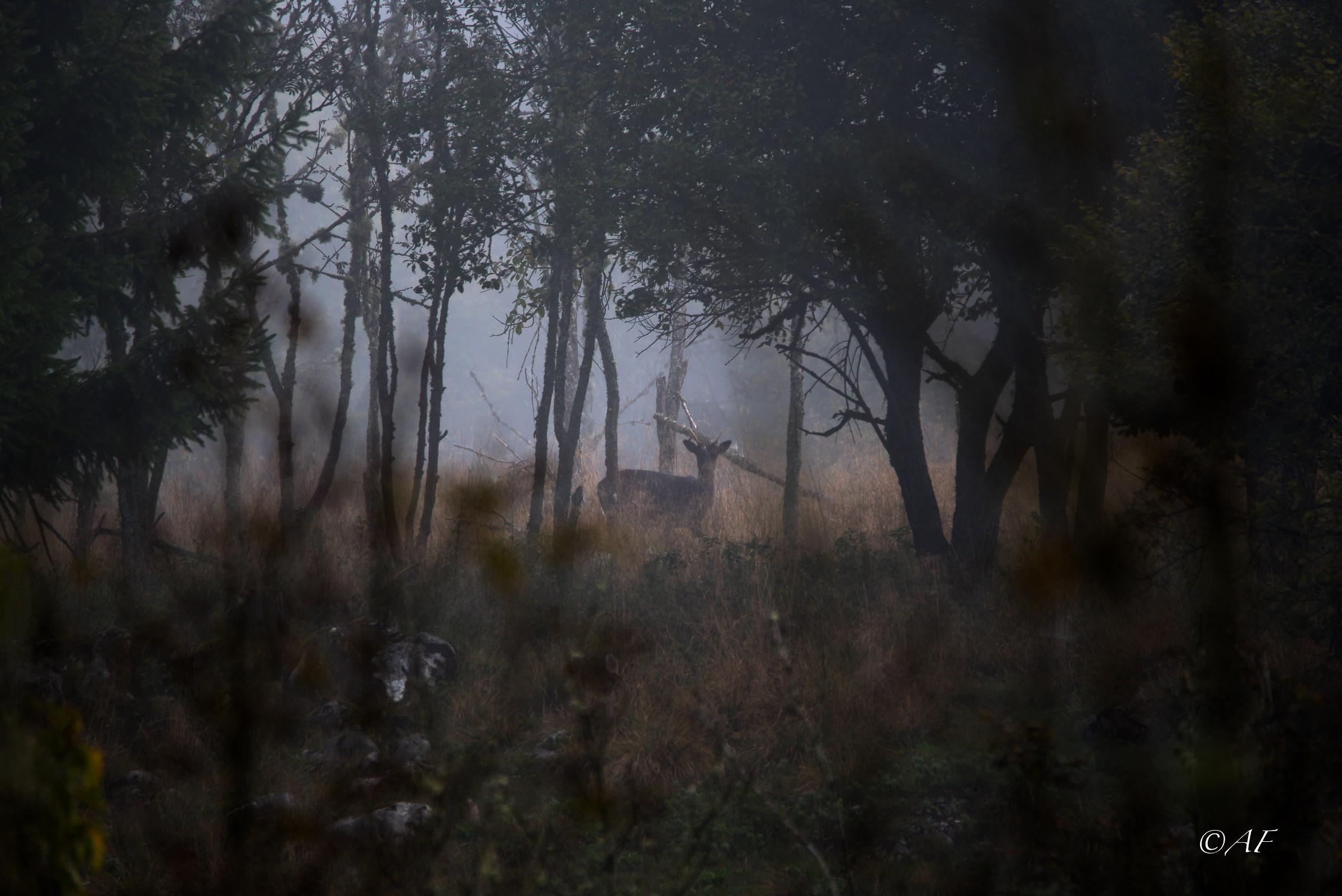 appointment in the woods ...