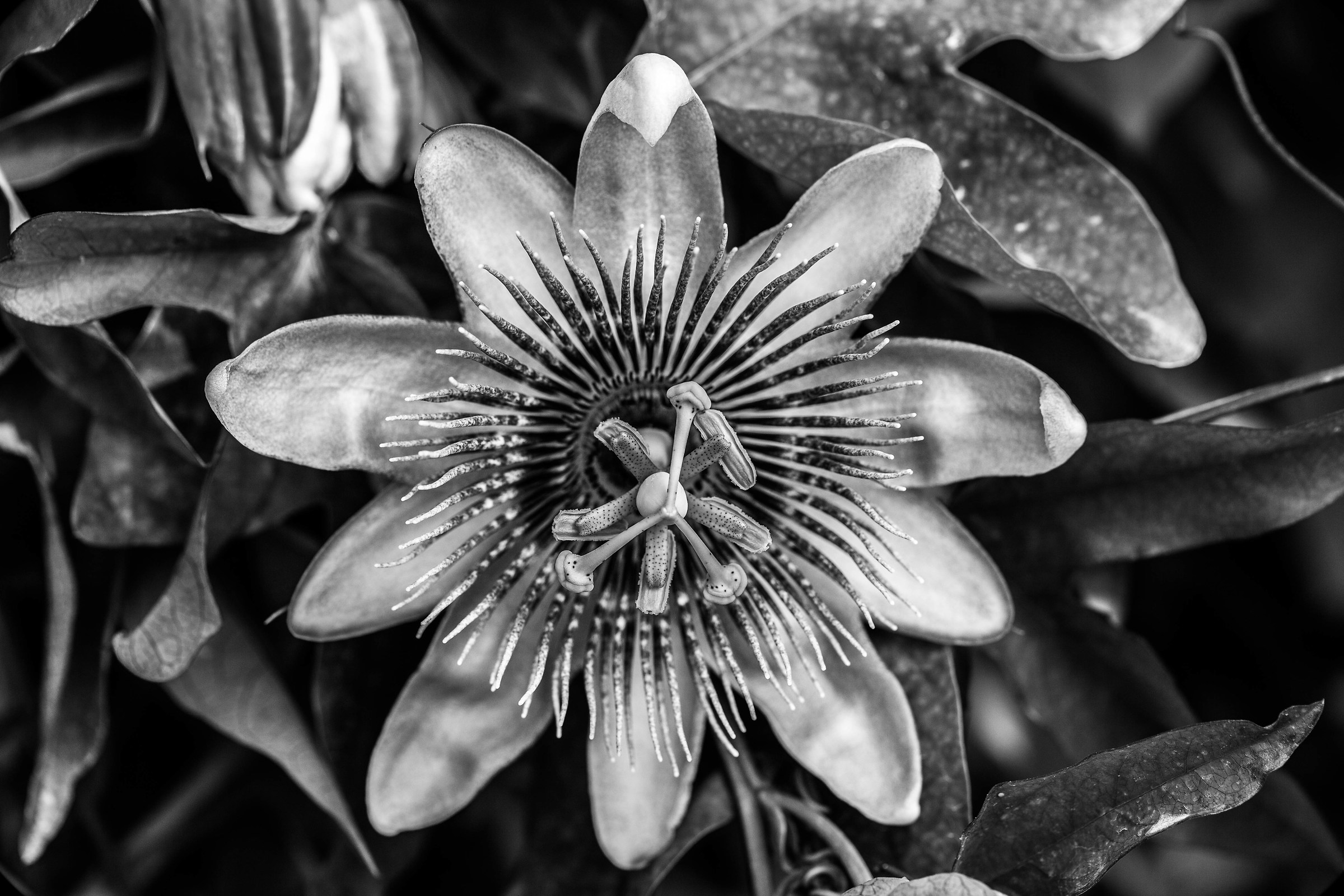 Passiflora discolored