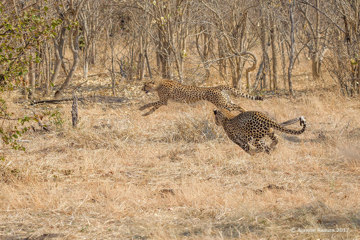 Leopard vs. Cheetah