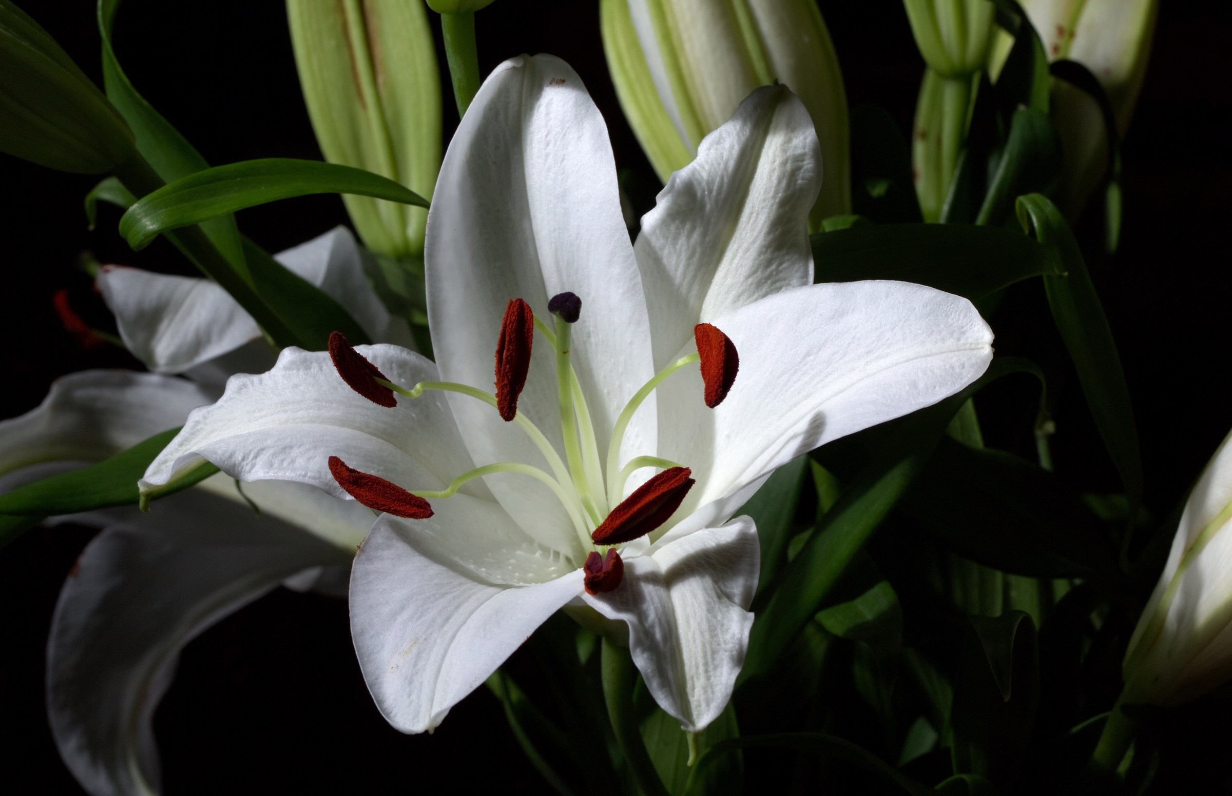 Lilium