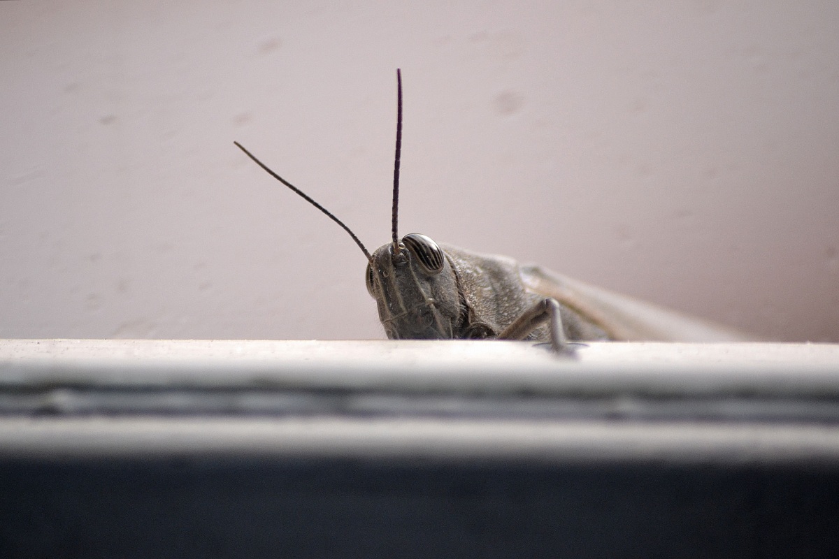 TOC toc, posso entrare?