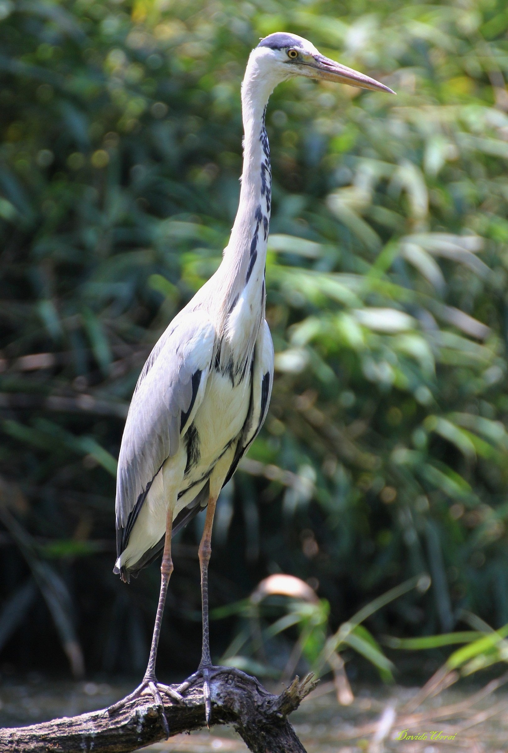 Oasis of Sant'Alessio (Pavia)