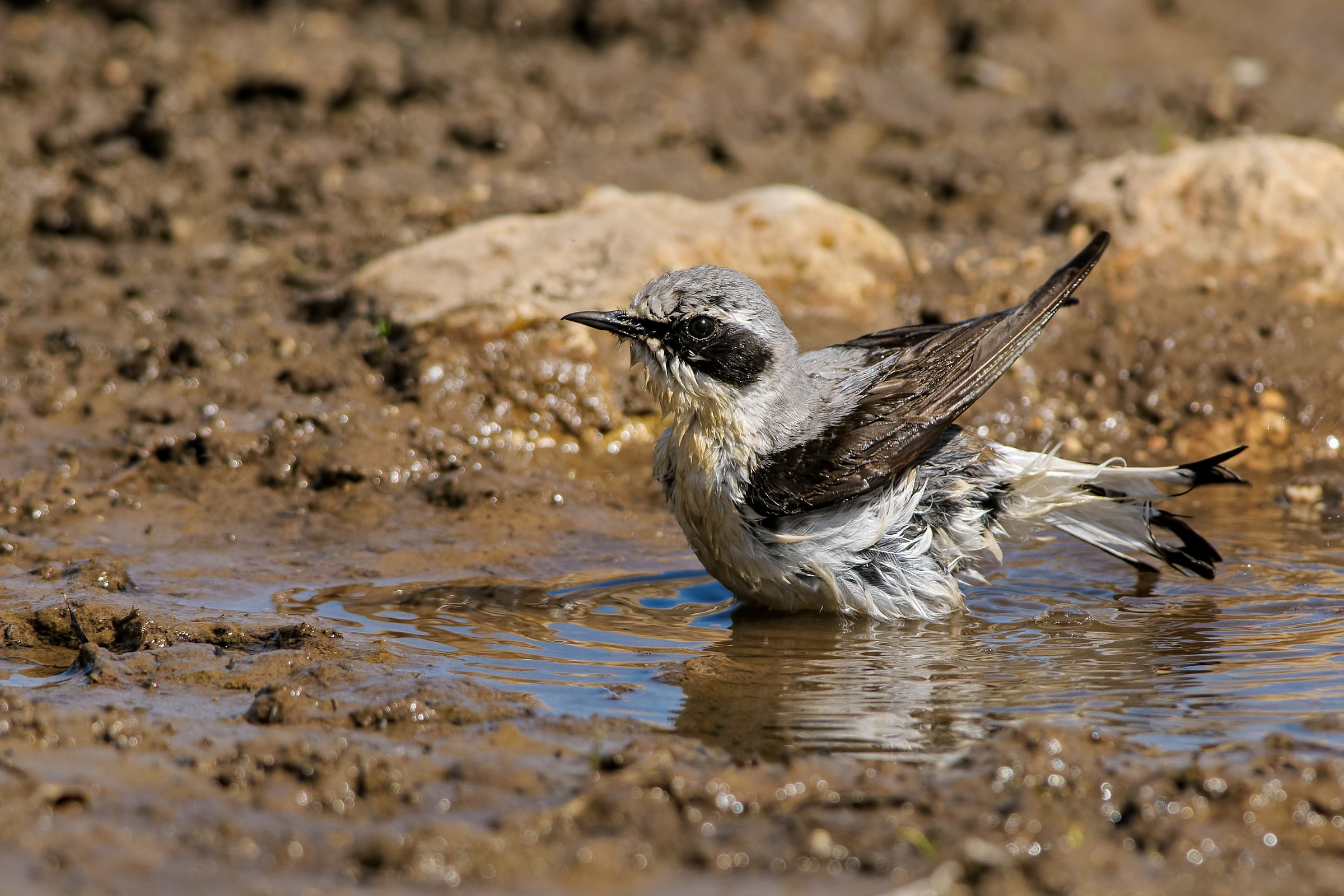 Wheatear Oenanthe oenanthe