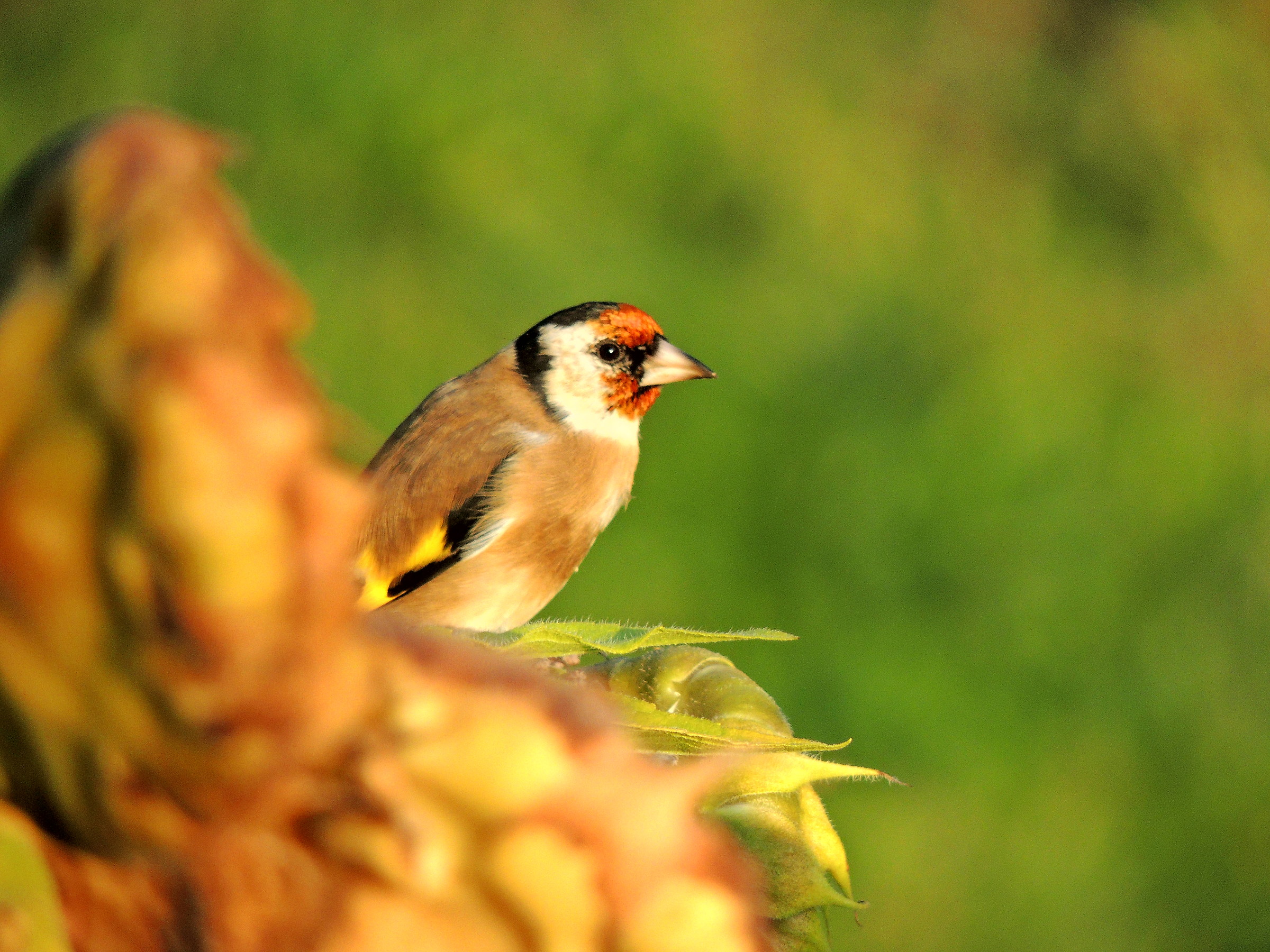 cardellino on the sunflowers