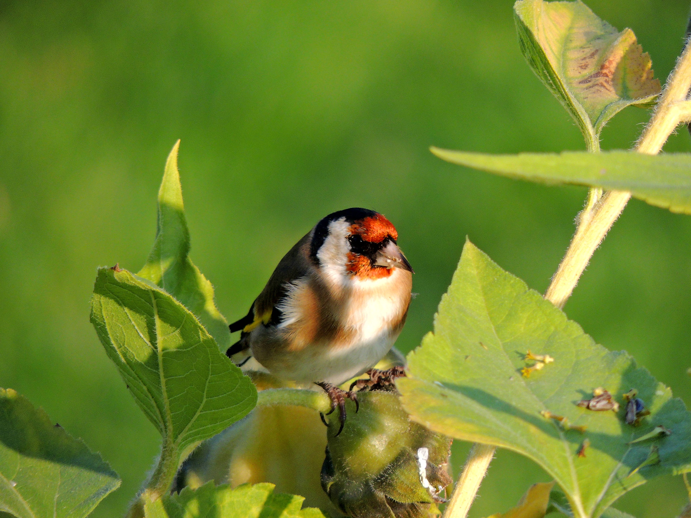 goldfinch