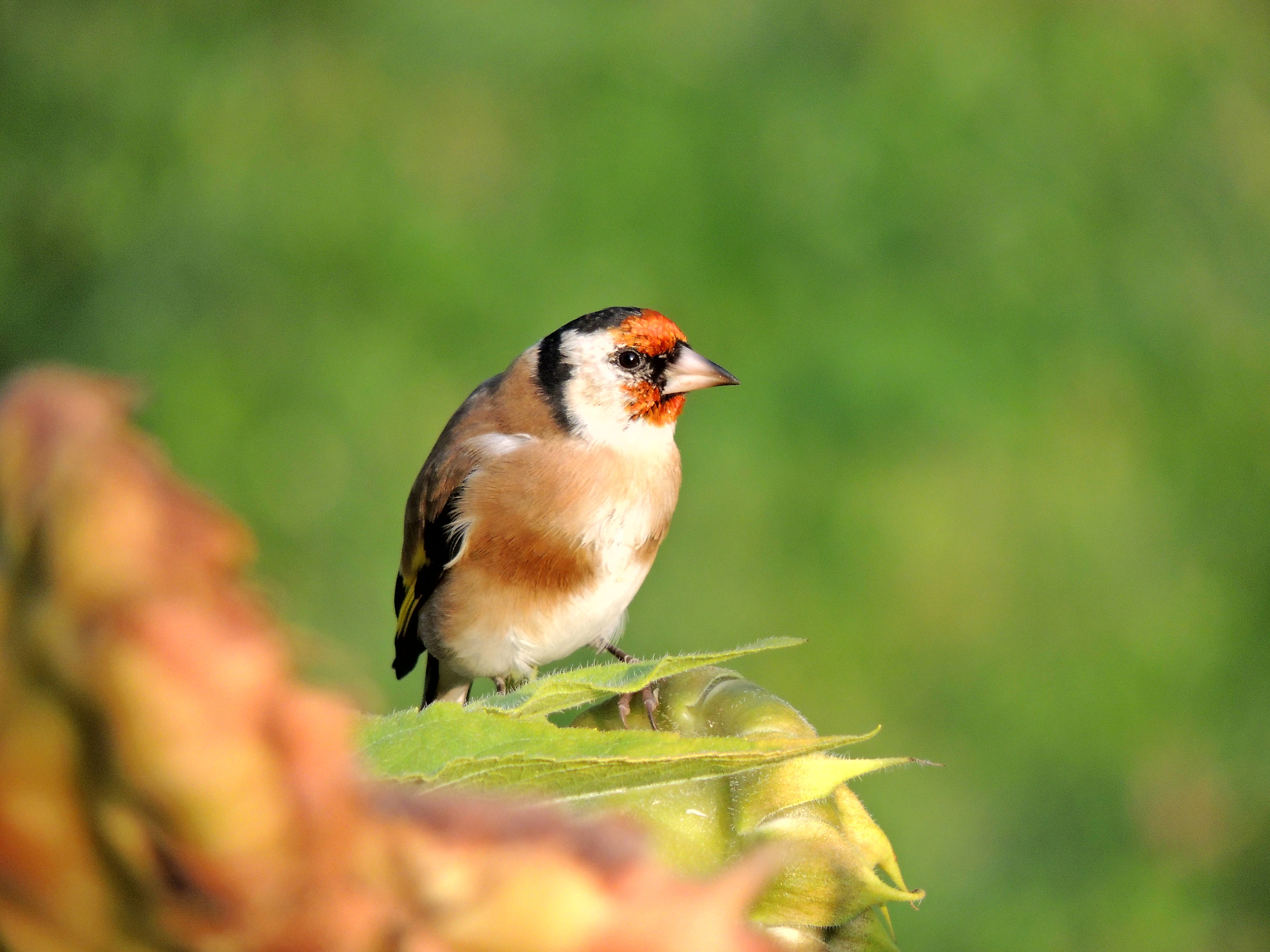 cardellino on the sunflowers