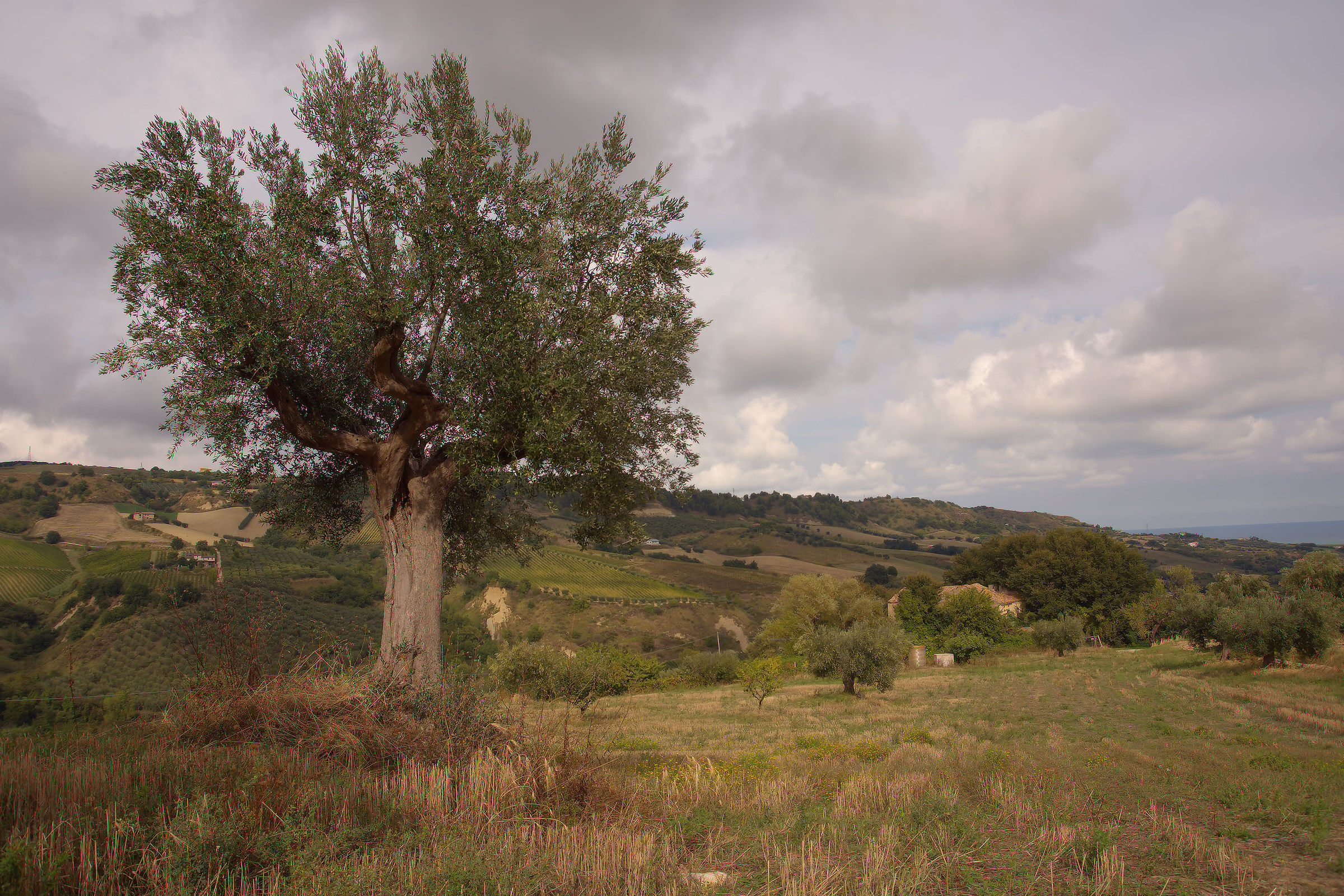 Hills of Monteprandone