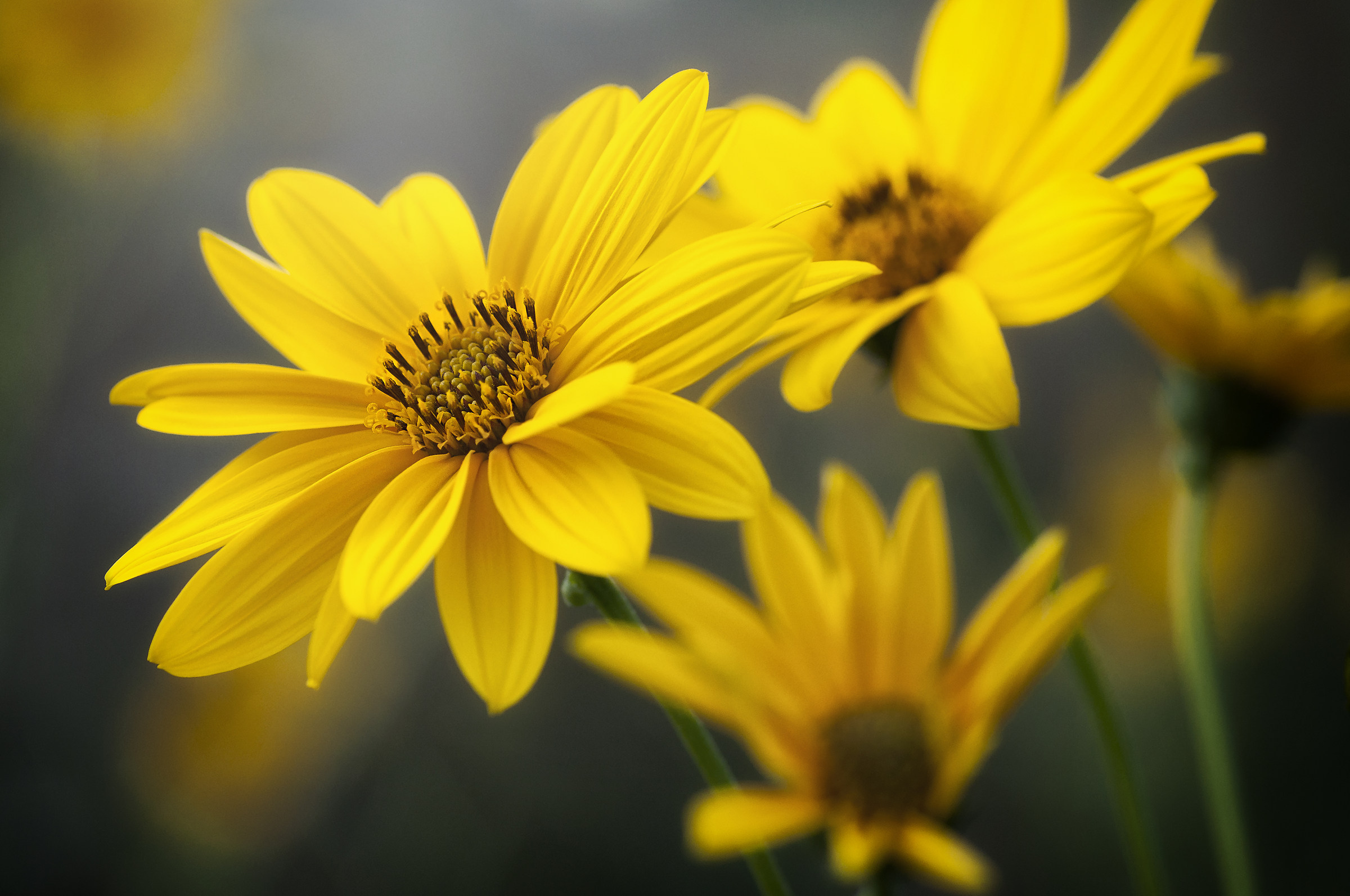 Balsamorhiza sagittata