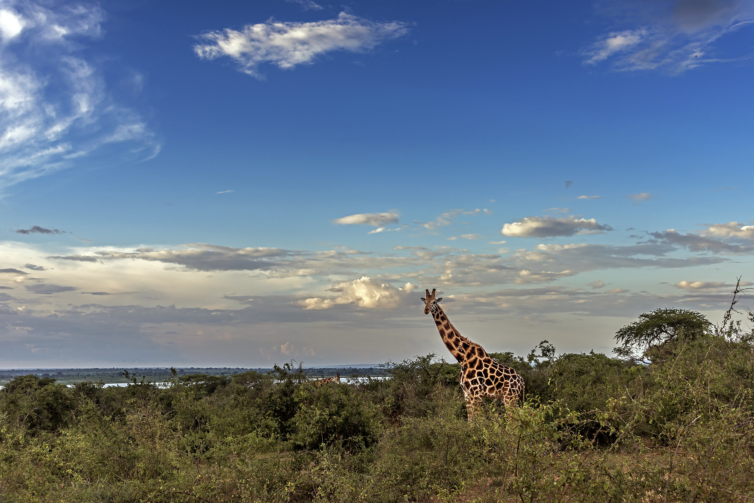 Giraffe - Uganda