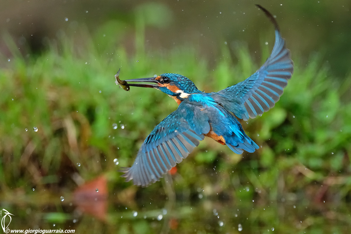 Kingfisher has returned!