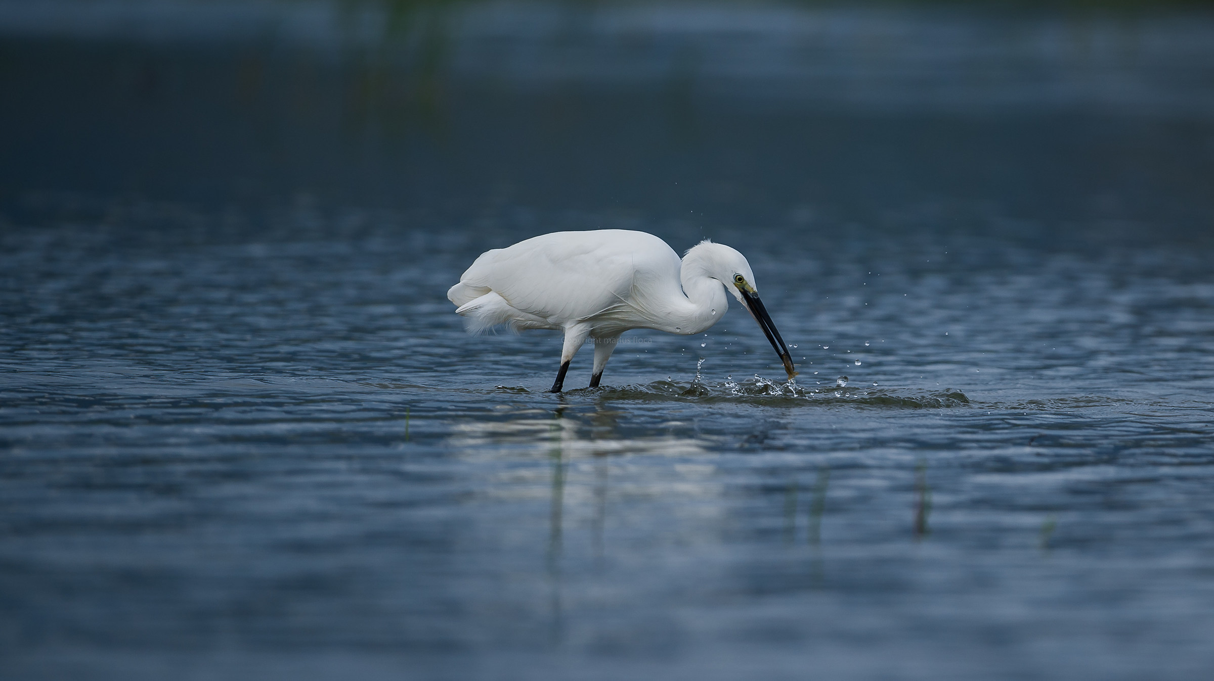 garzetta (Egretta garzetta)