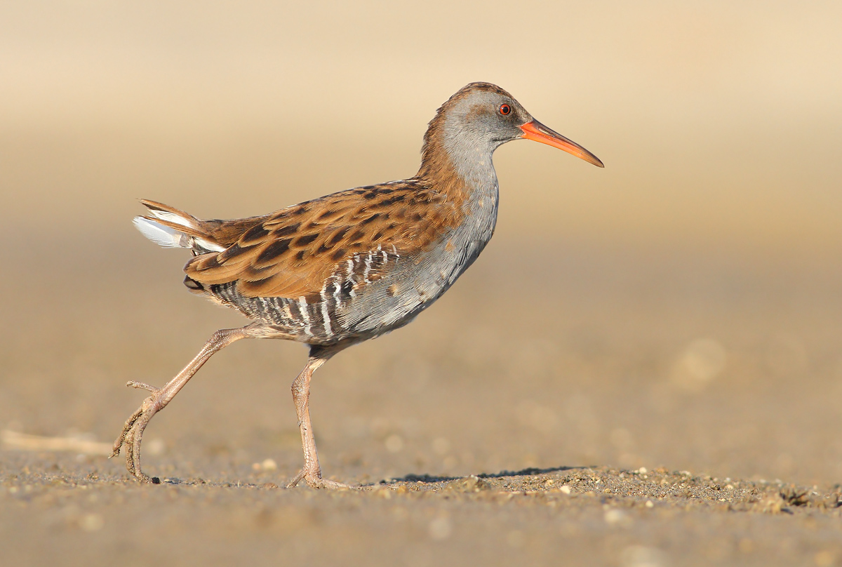 Water Rail