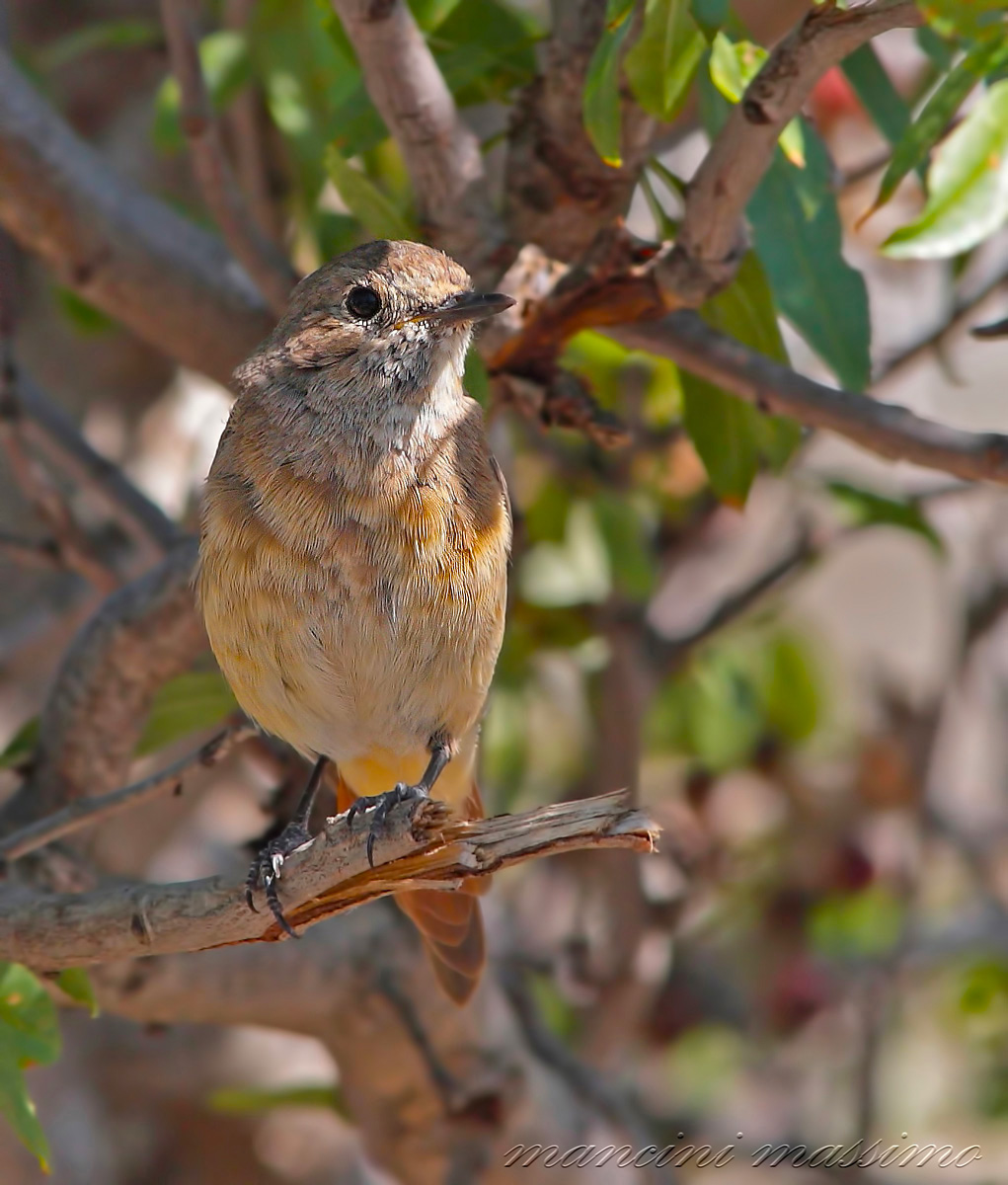 young redstart (Phoenicurusphoenicurus)