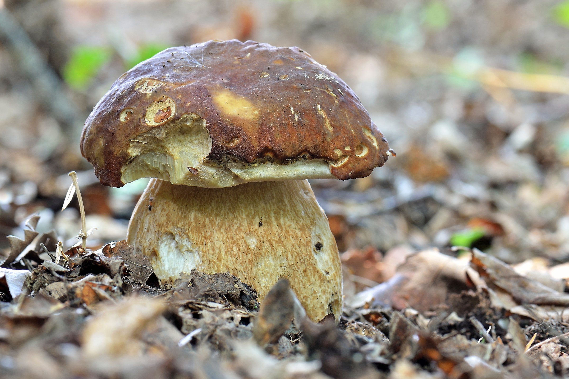 Boletus aereus