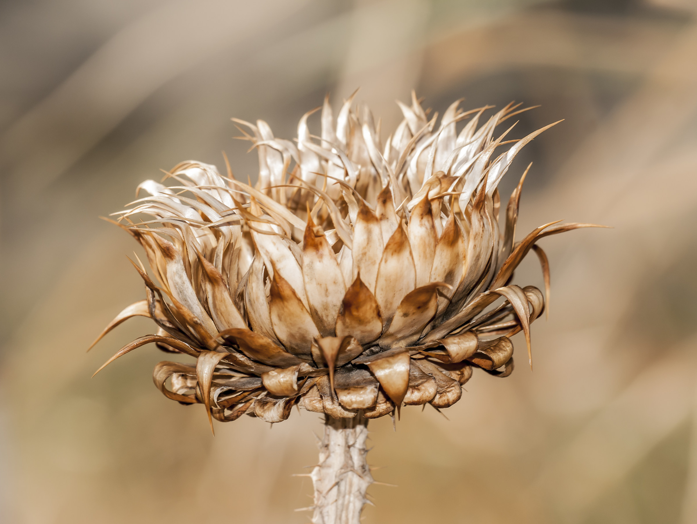 The end of a flower ...