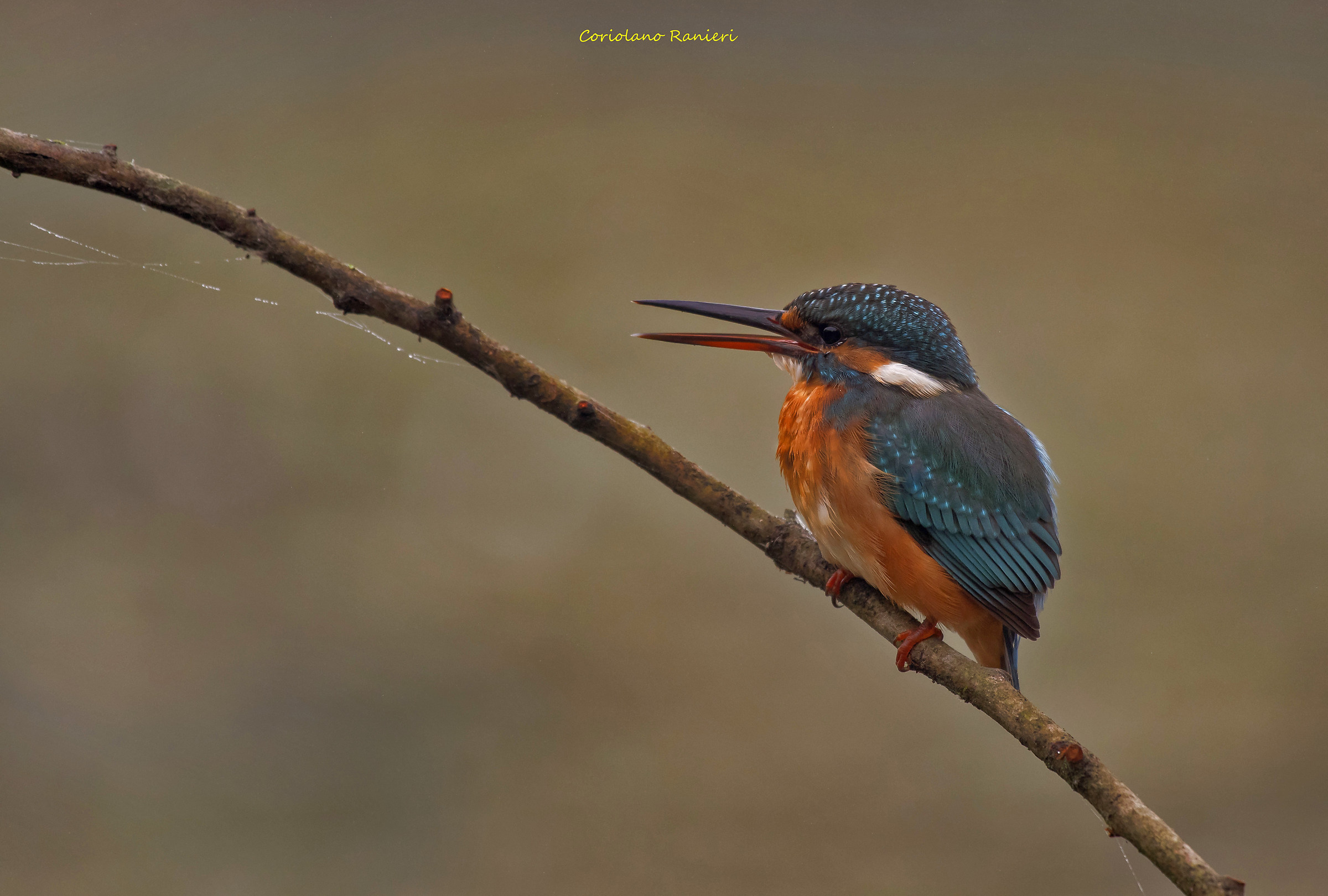 The martyr to Alviano's oasis