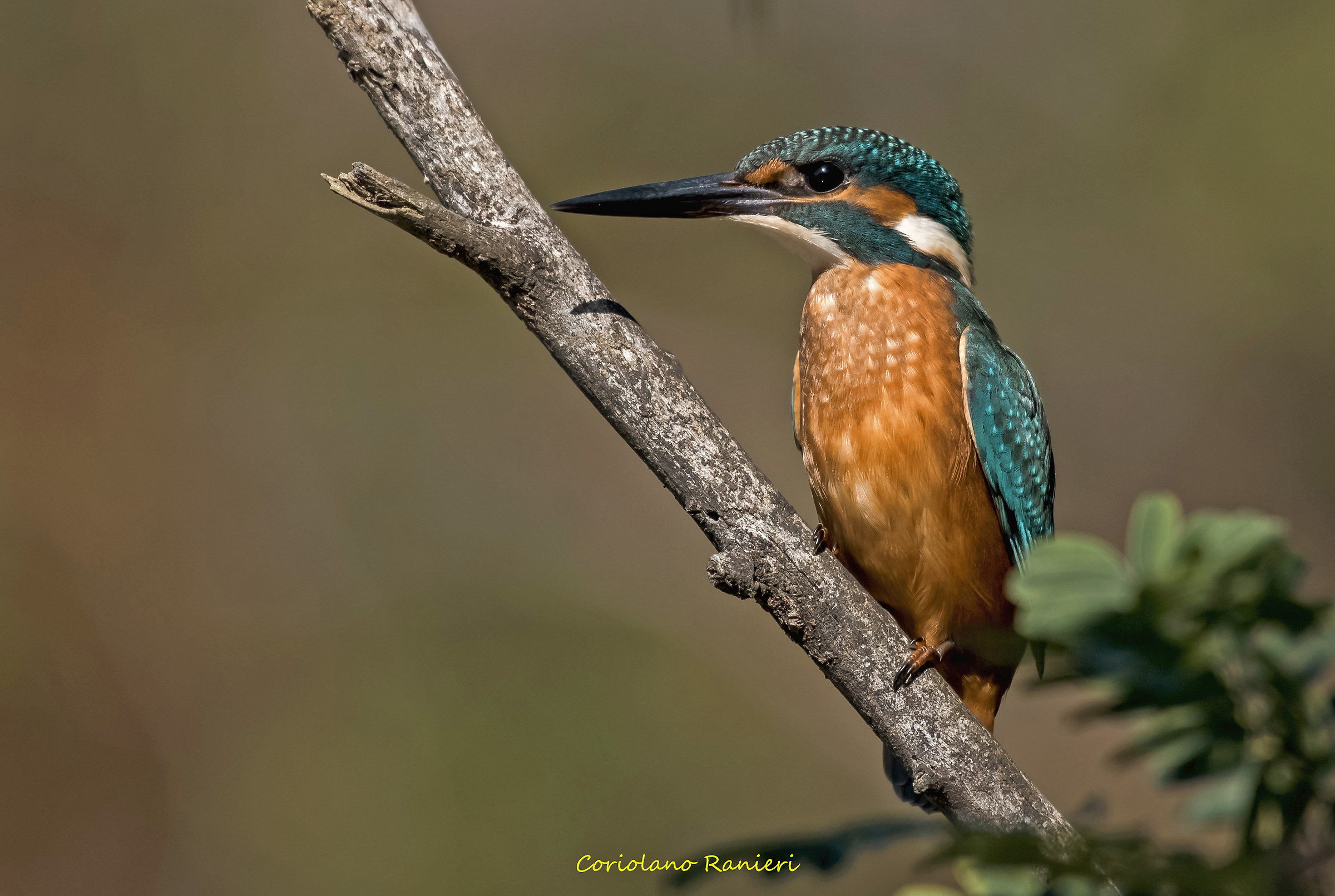 Martin Fisherman at Oasis of Alviano