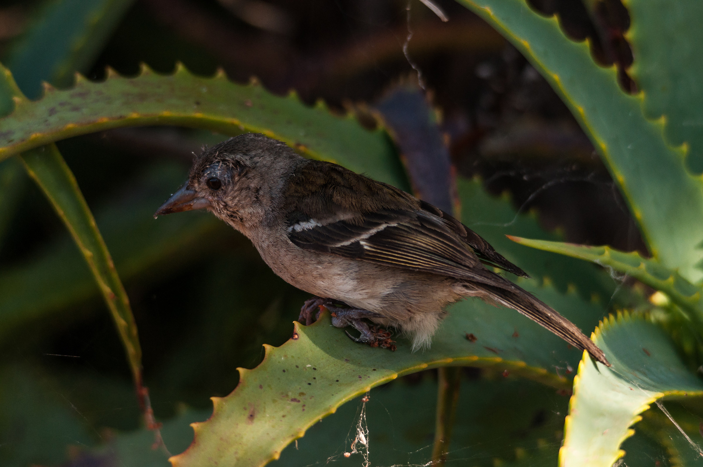 Ma guarda un po' chi ci trovo in mezzo all'Aloe