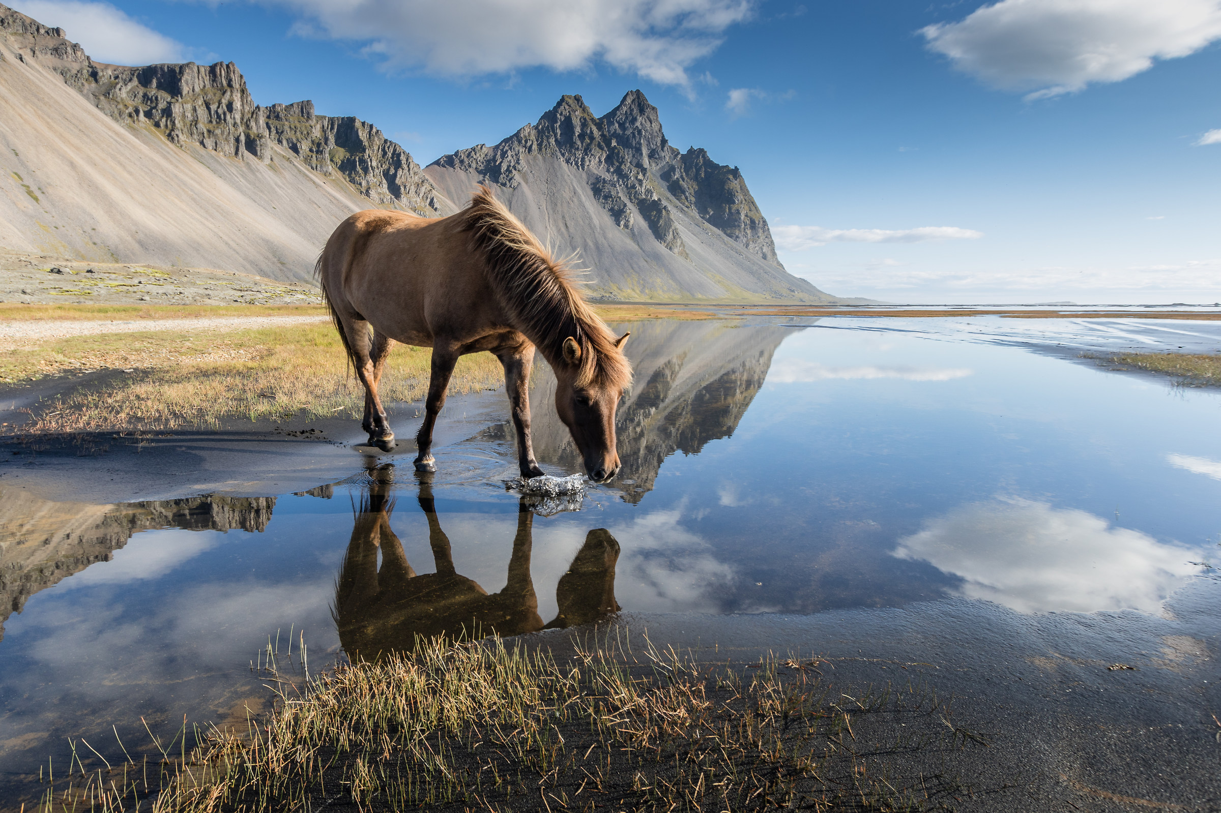 Icelandic horse is reflected in the water