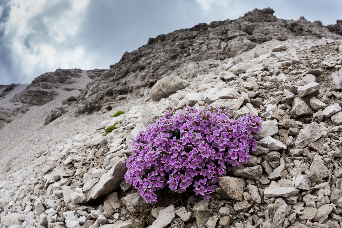 Thlapsi rotundifolium bearings on Pordoi ...