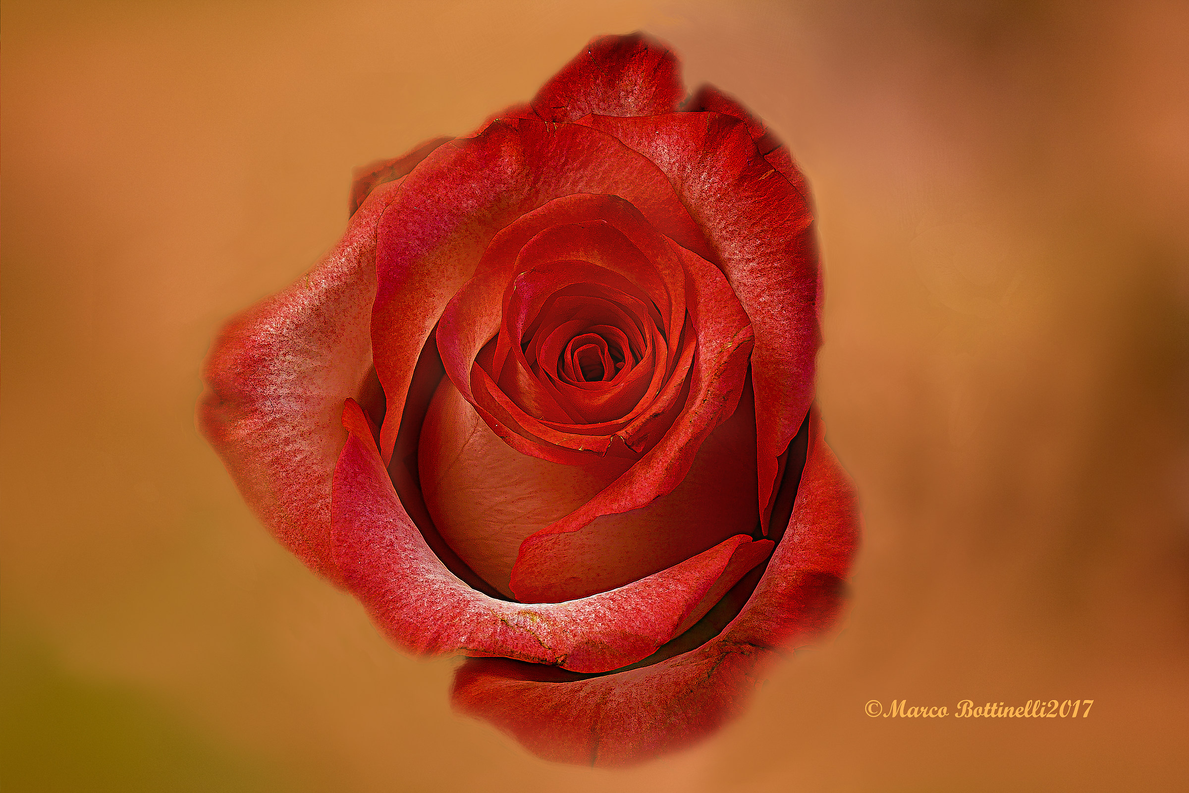 .... Casket, passion, elegance in a flower ...