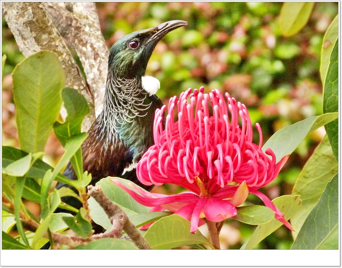 Tui's mid morning snsck.