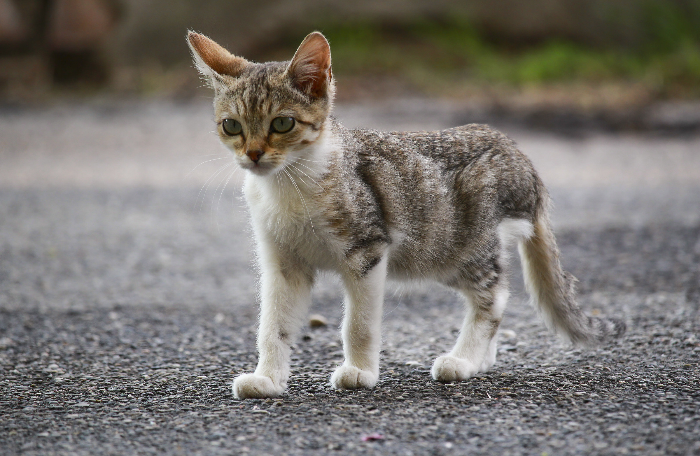 Young Spooky Adventurers Grow