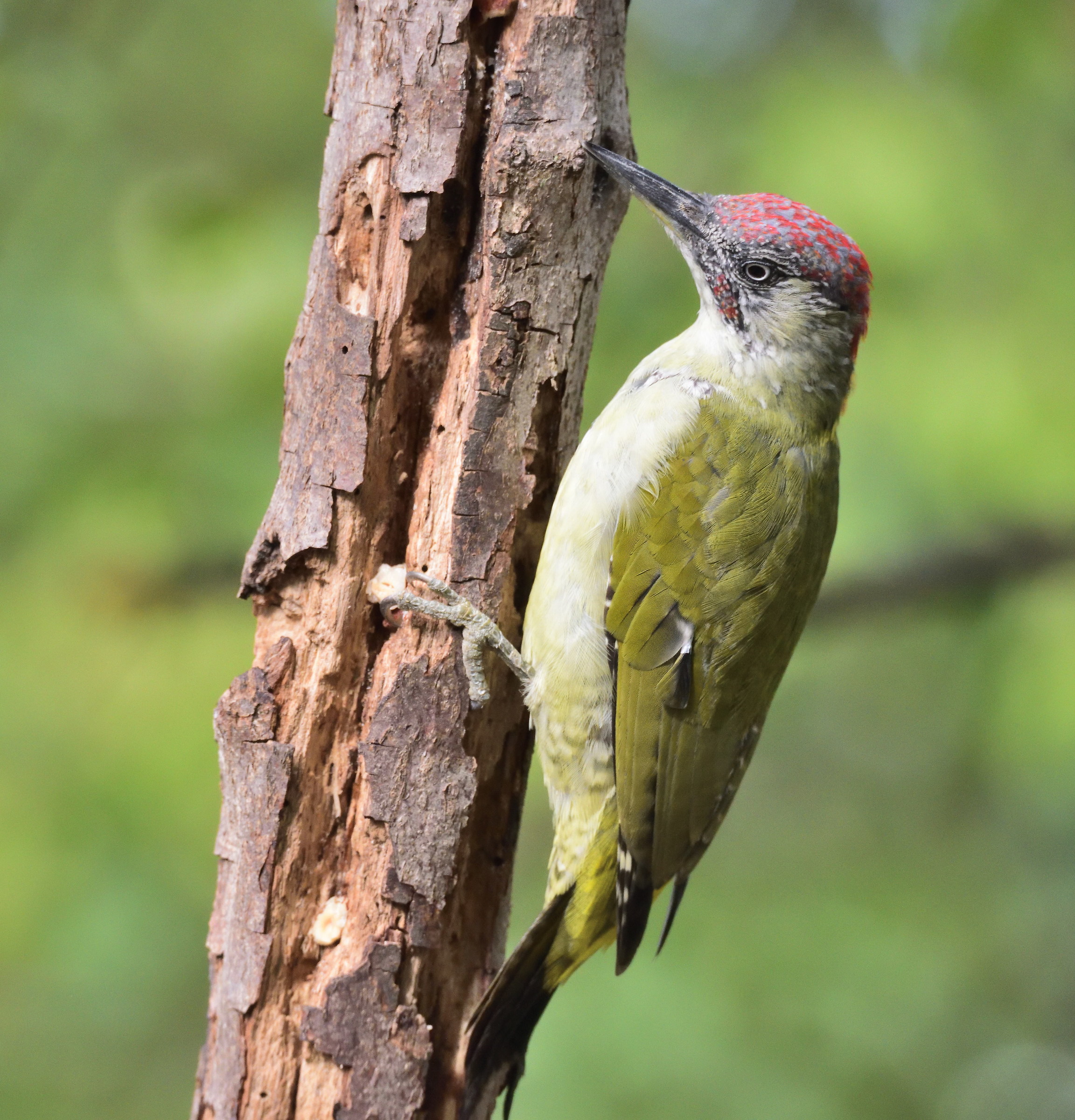 green woodpecker