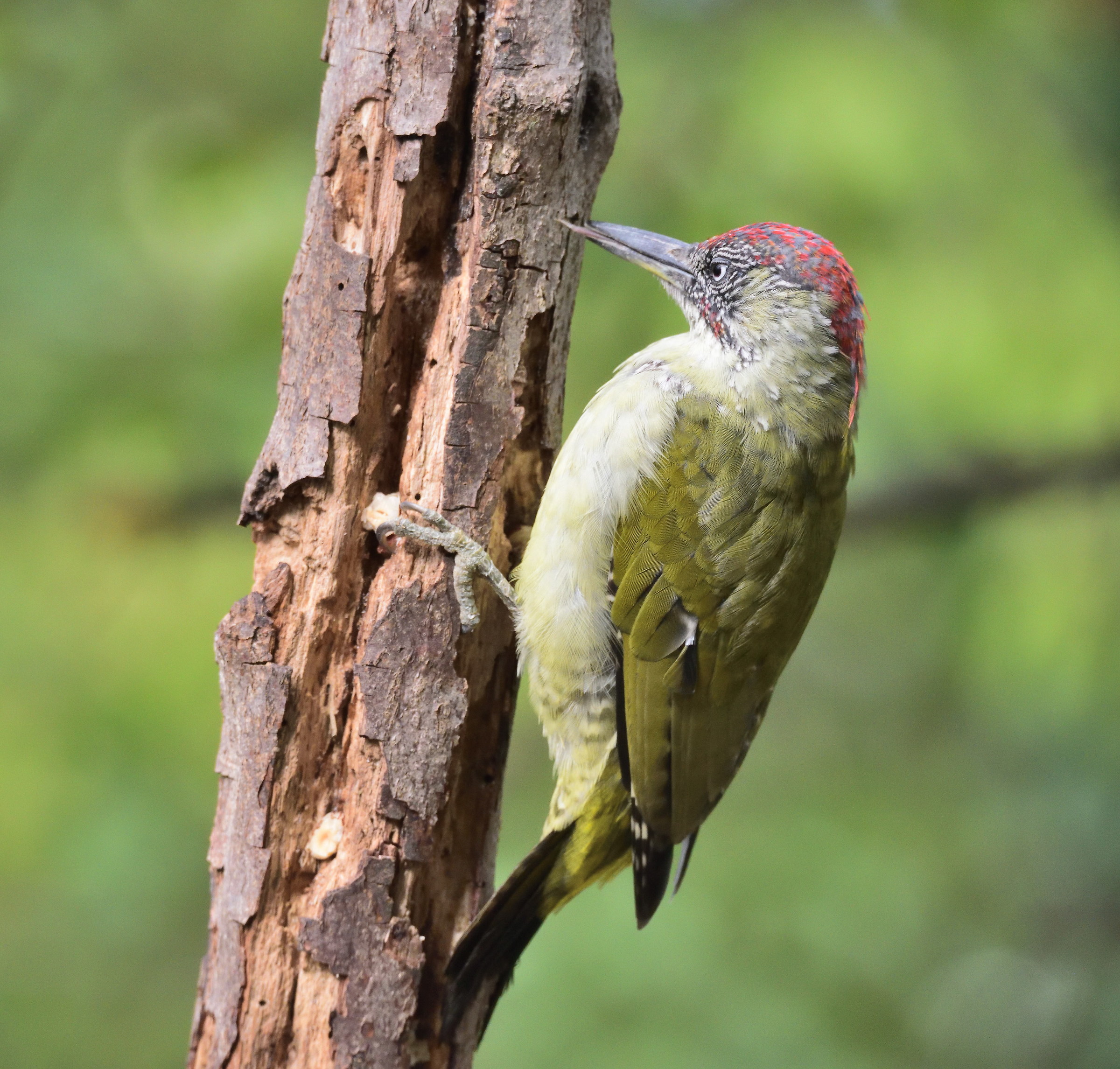 green woodpecker