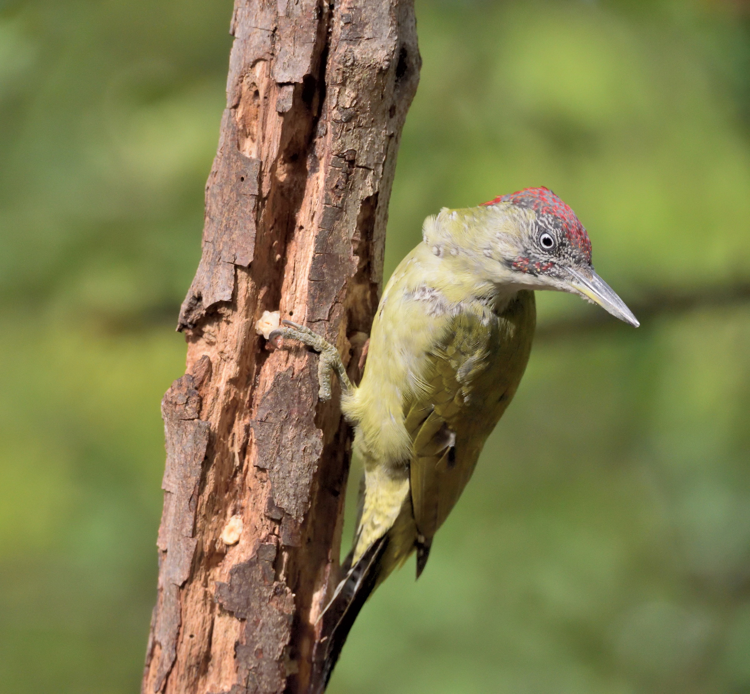 green woodpecker