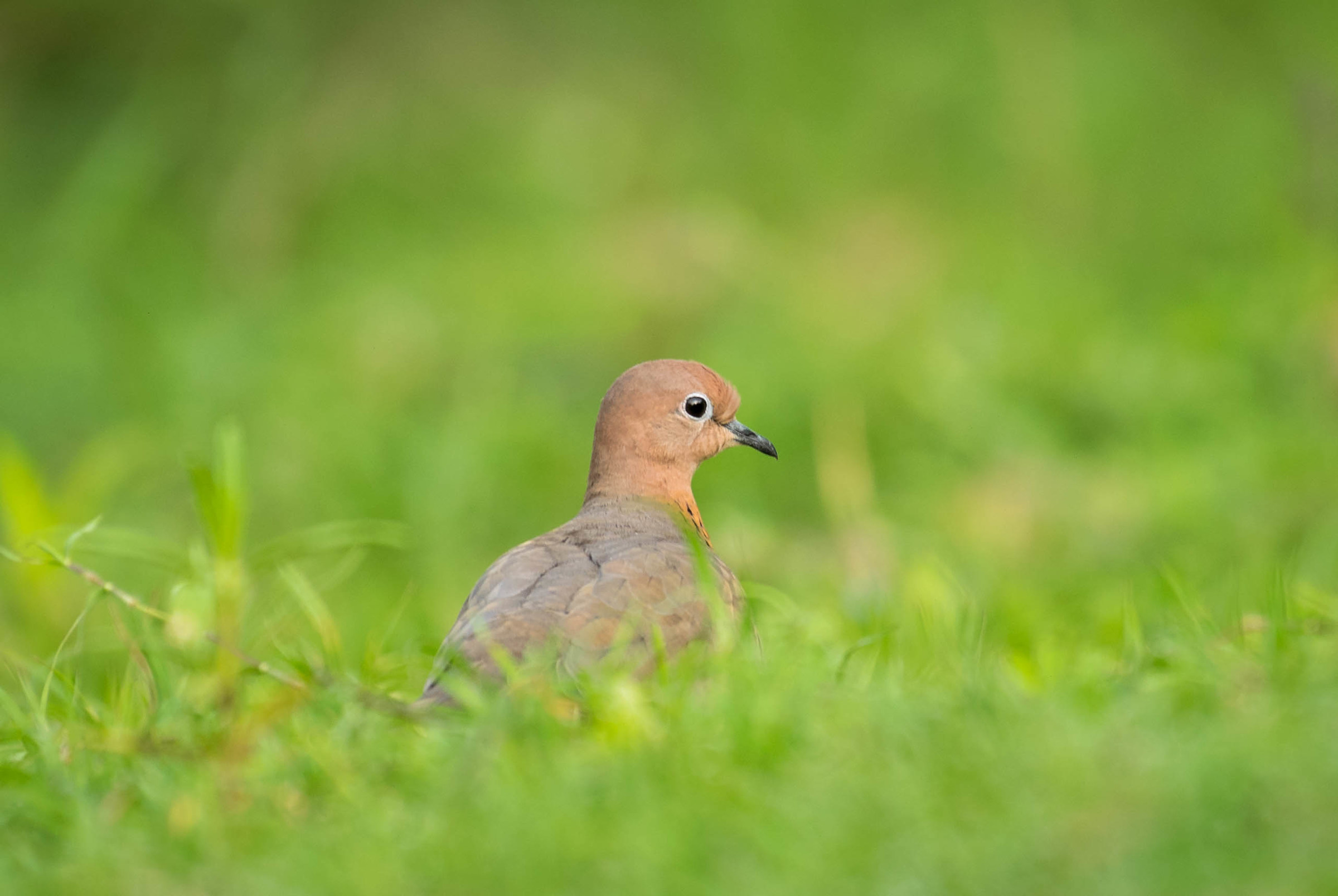 Laughing Dove