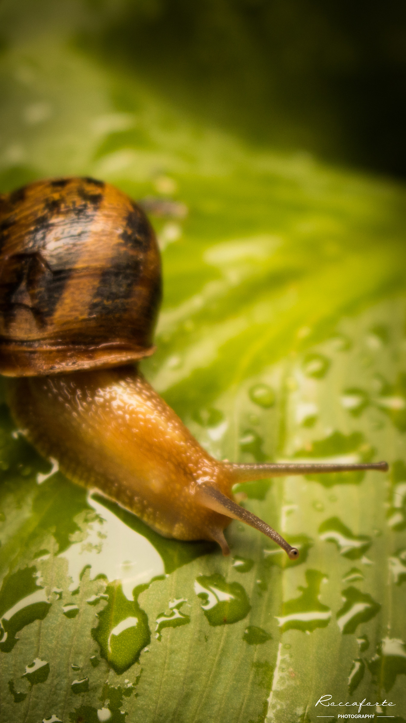 Snail