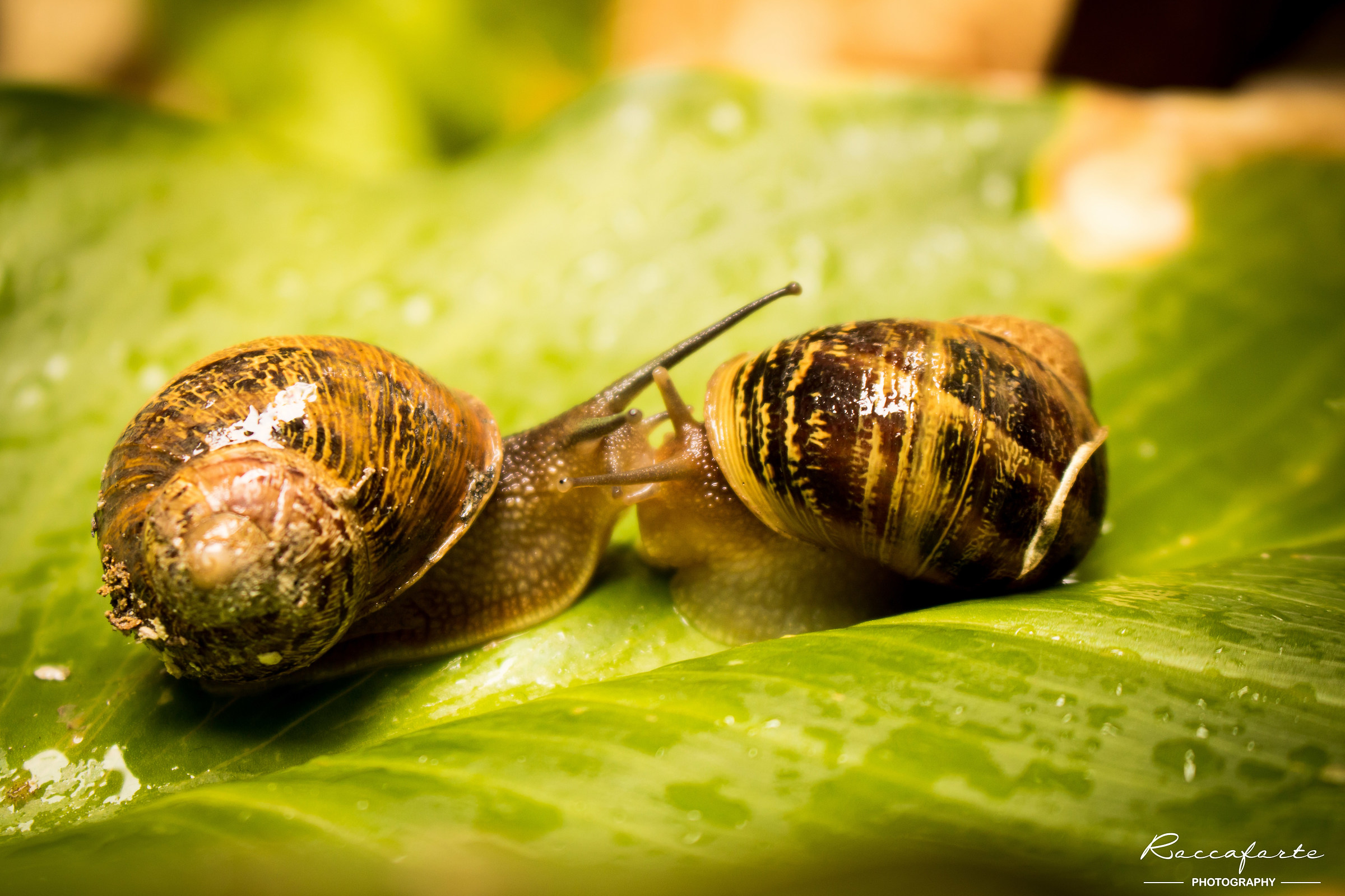 Love and horn after the rain ...