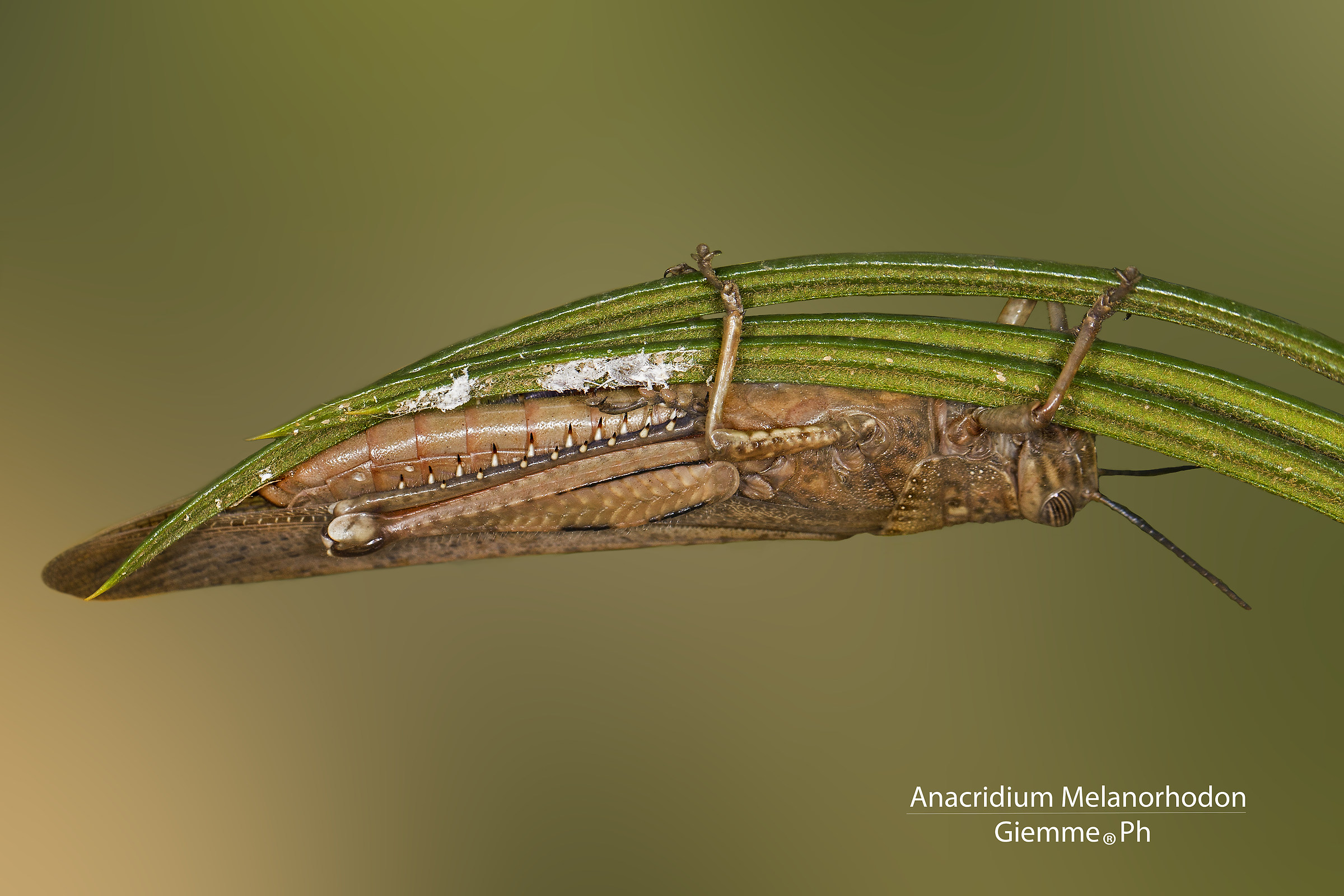 Anacridium Melanorhodon "Cavalletta"