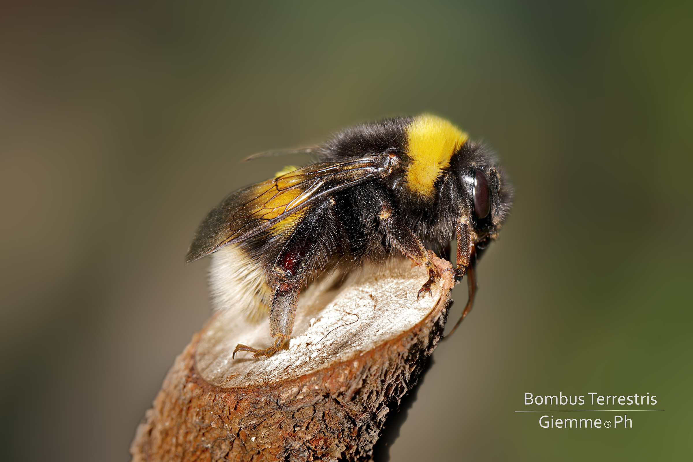Bombus Terrestris "Bombo"