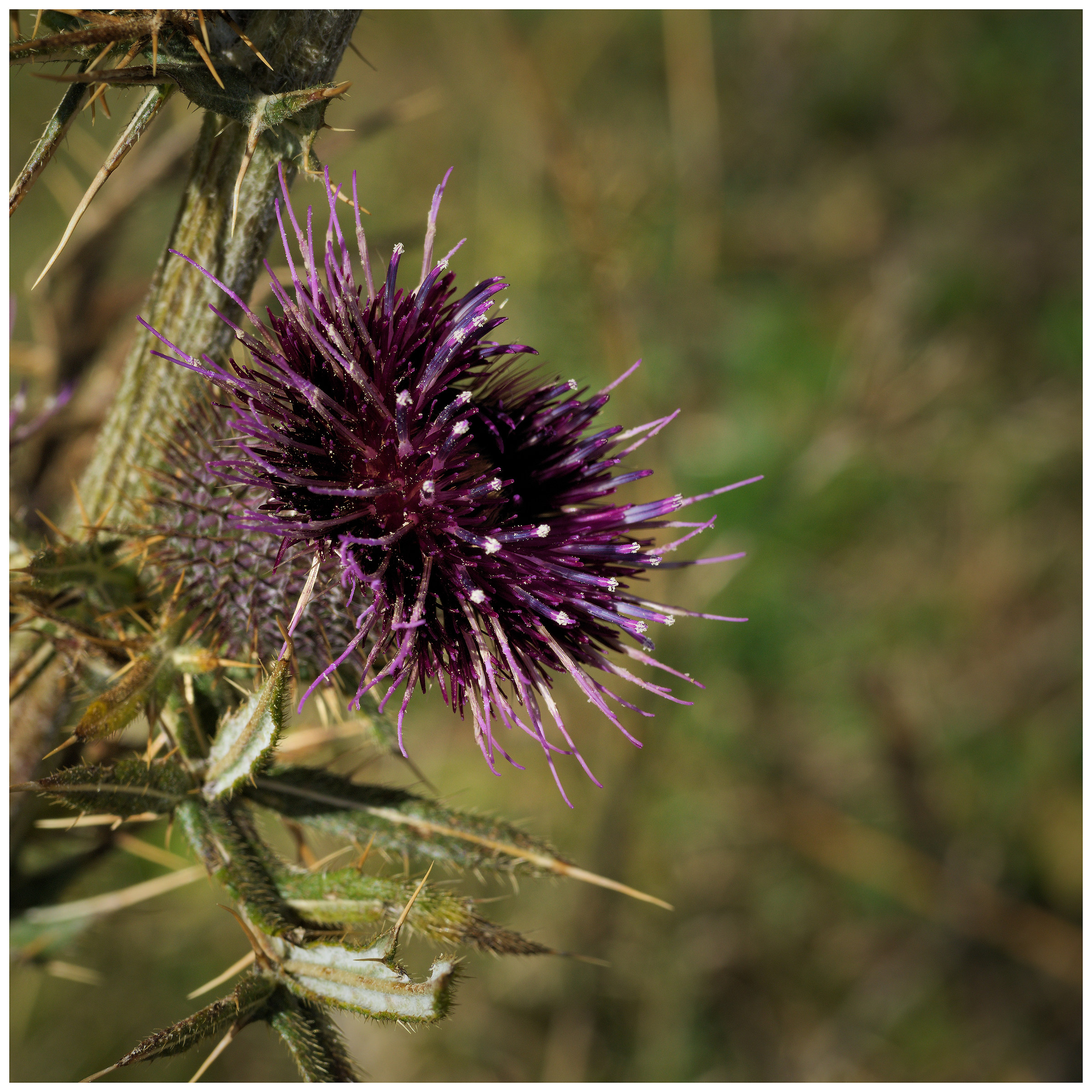 thistle flower
