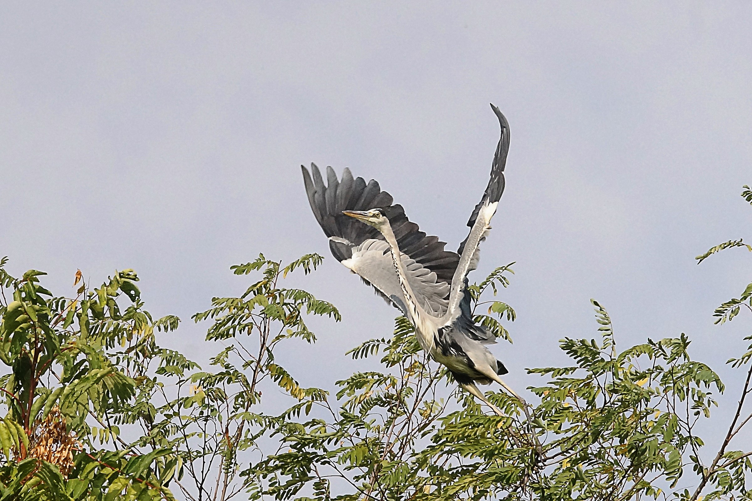 Decoolo dell'Airone Cenerino.