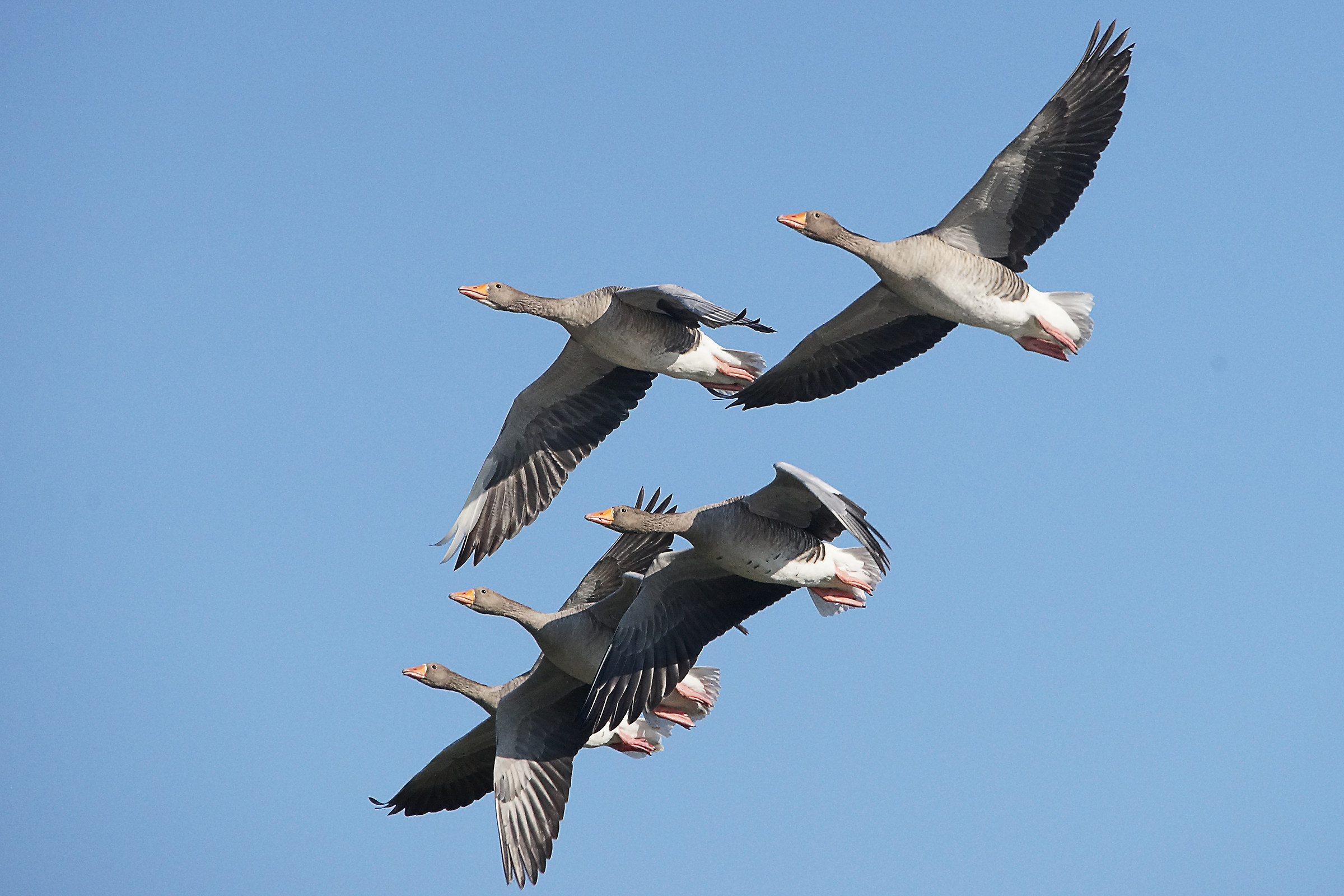 Passaggio dello stormo.